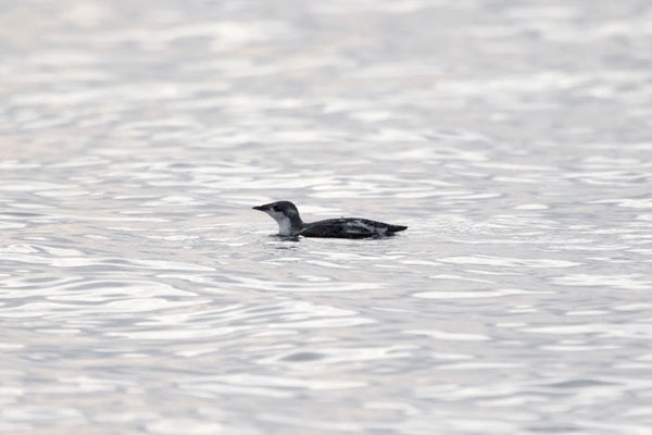 Long-billed Murrelet - poor image as lost the original (only one recorded in the UK)