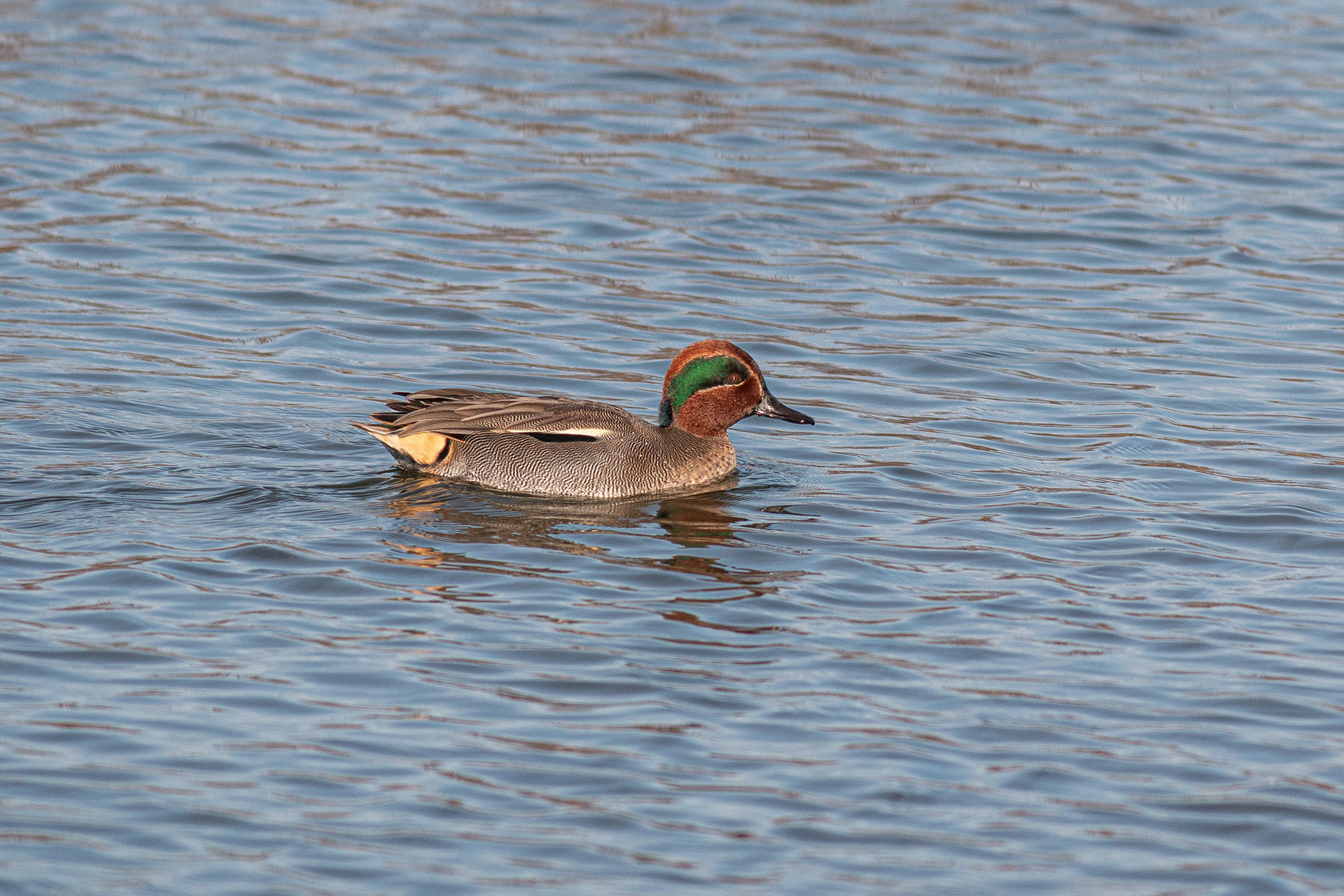 Teal (Male)