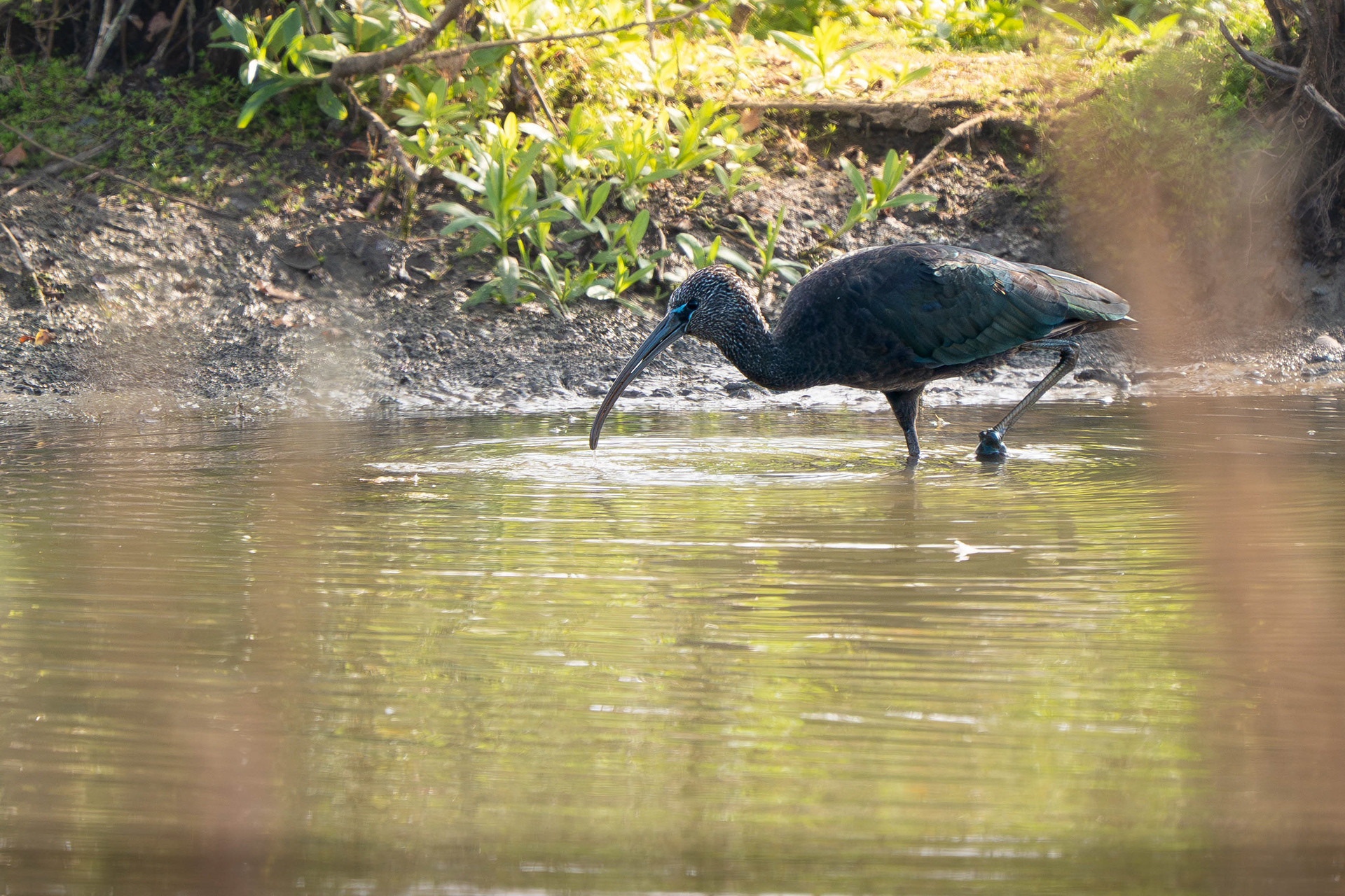 Glossy Ibis