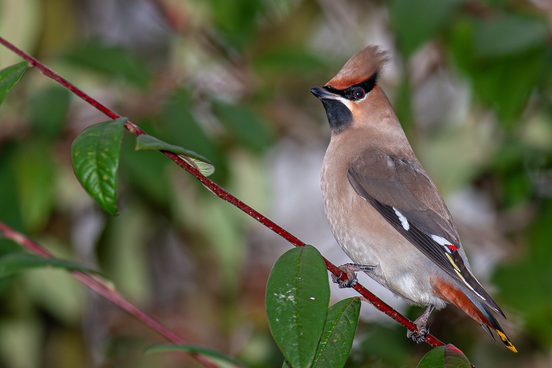 Waxwing (formerly Bohemian Waxwing)