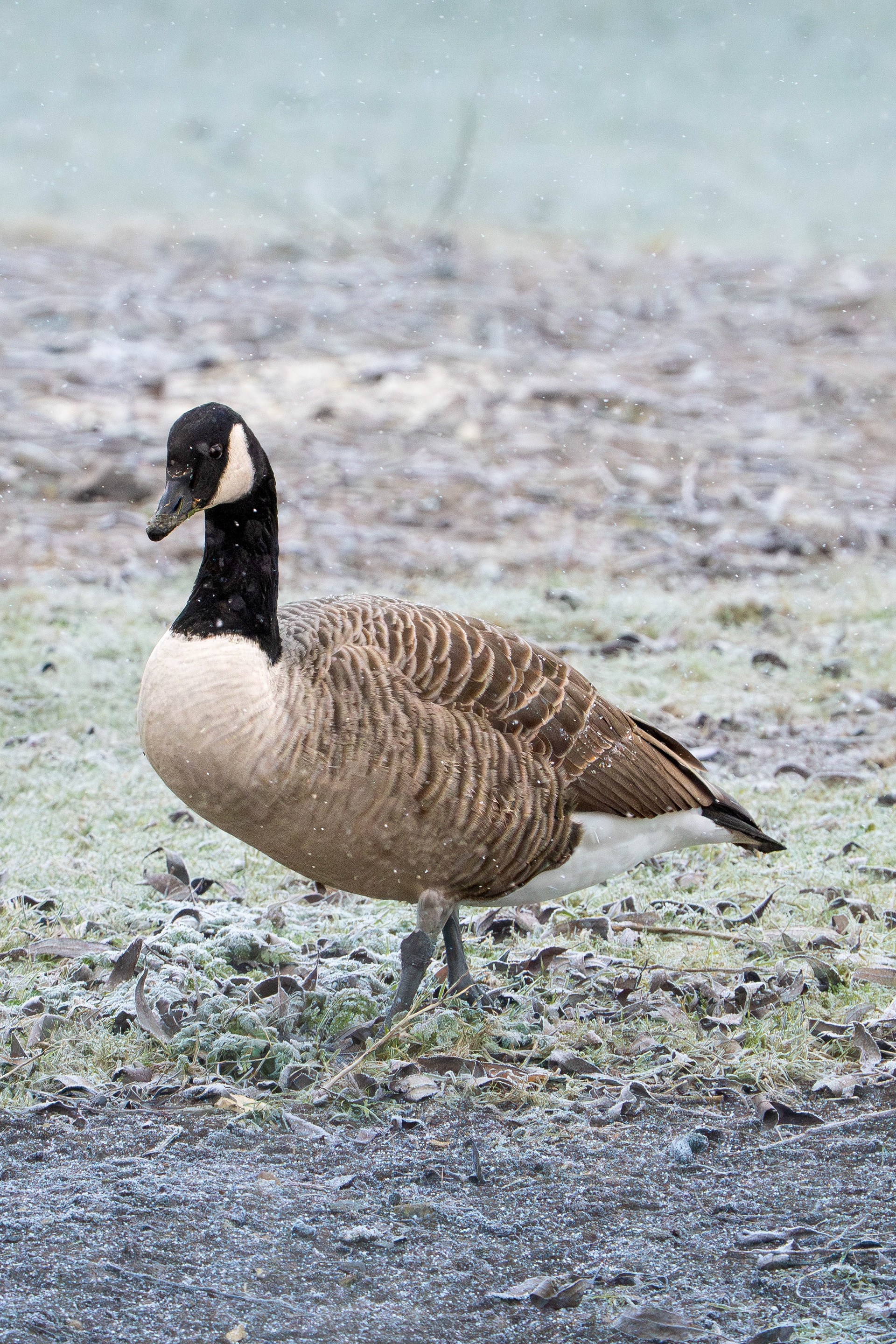 Canada Goose