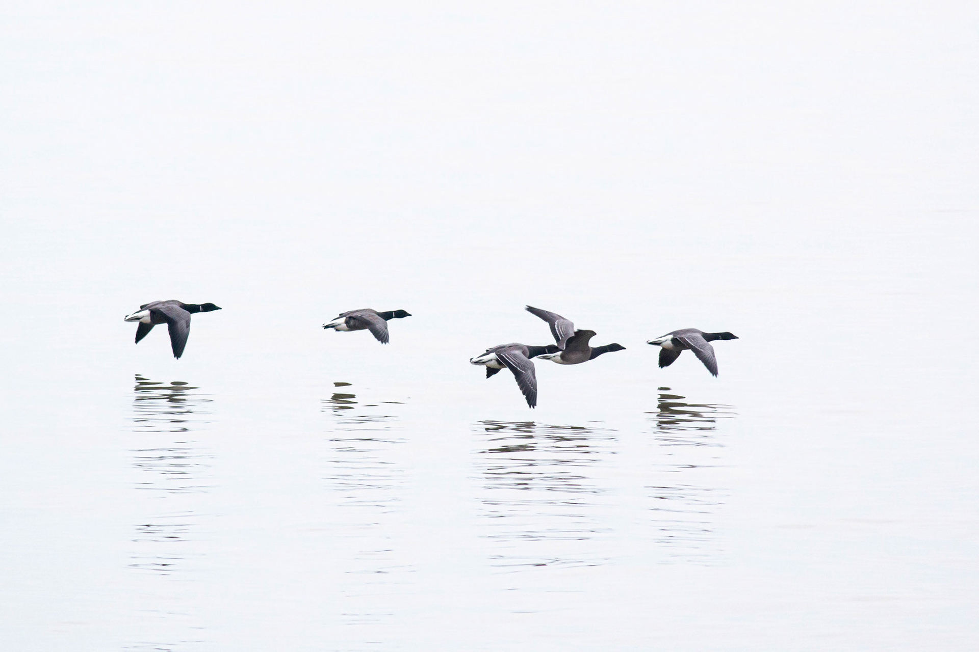 Brent Geese