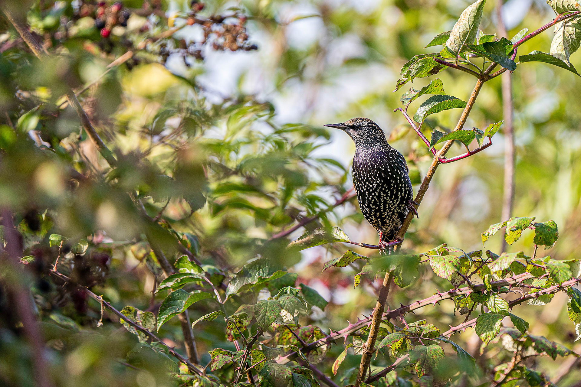 Common Starling