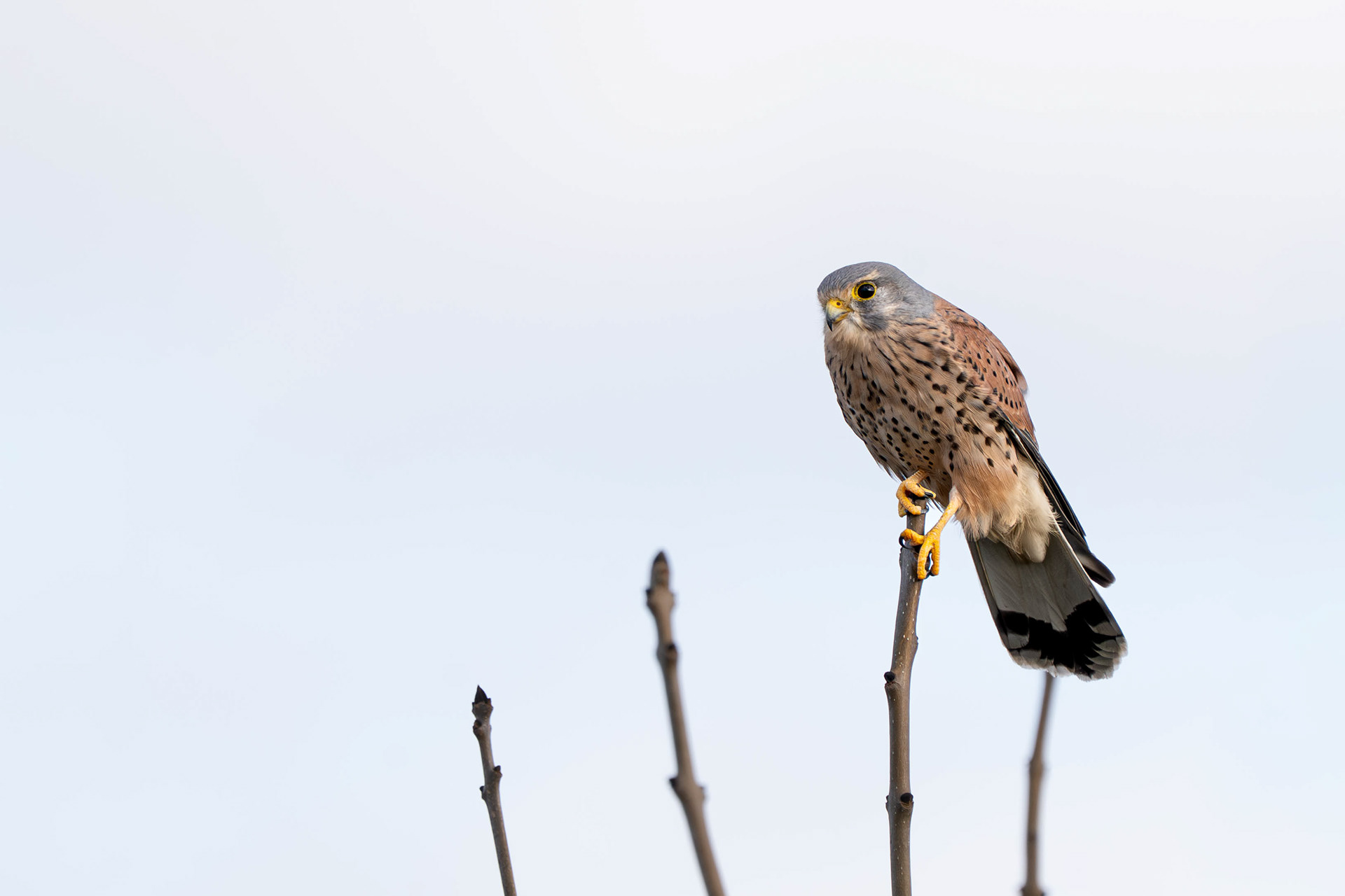 Common Kestrel