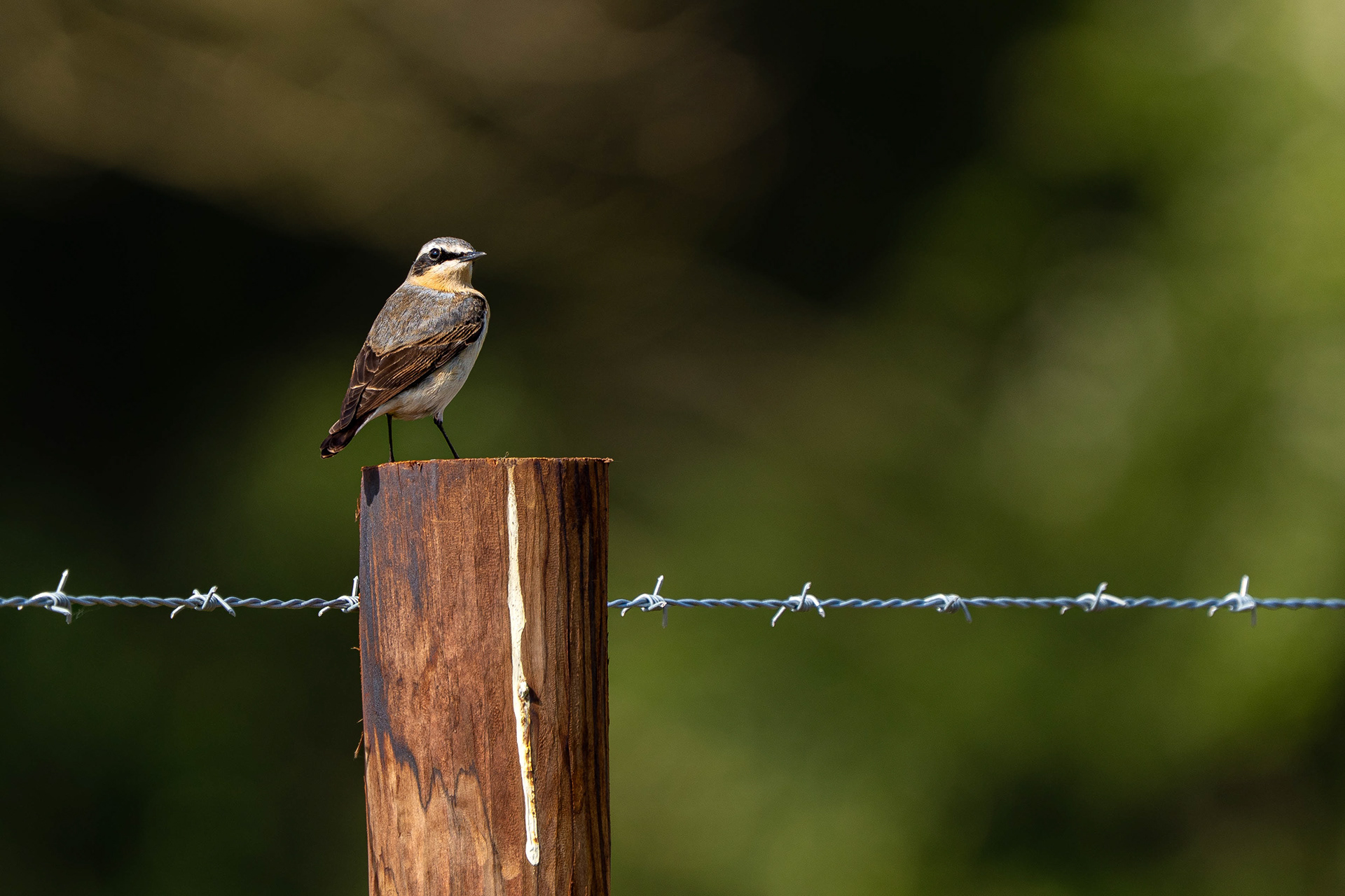 Northern Wheatear