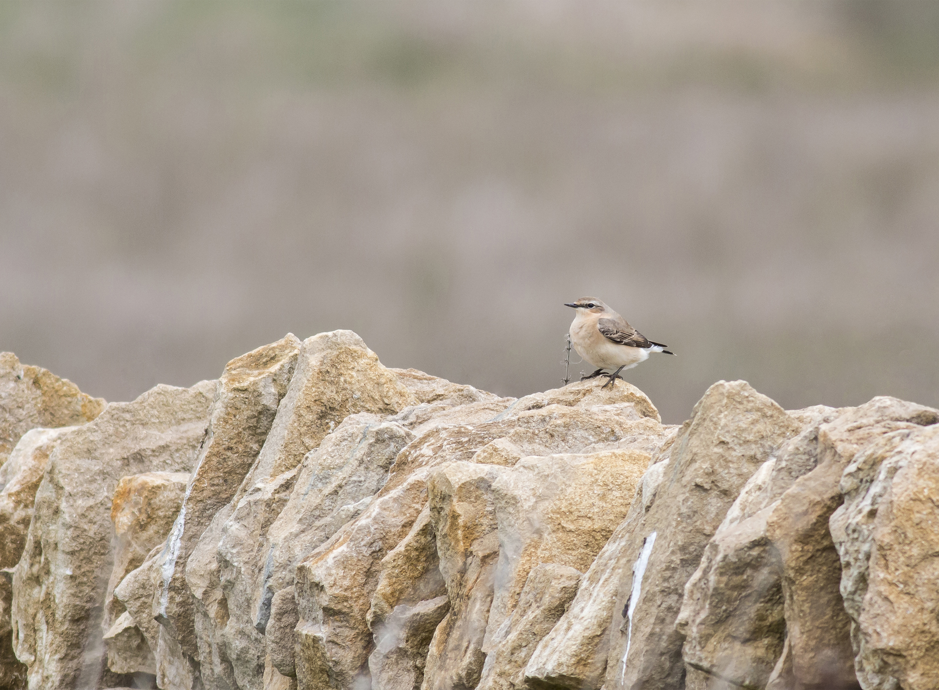 Wheatear