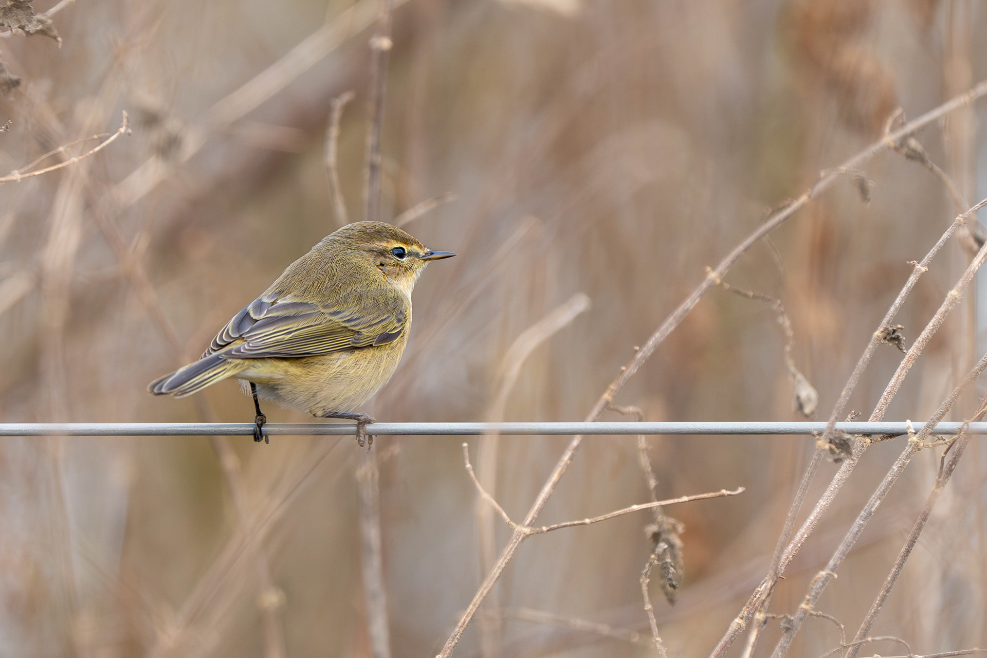 Common Chiffchaff