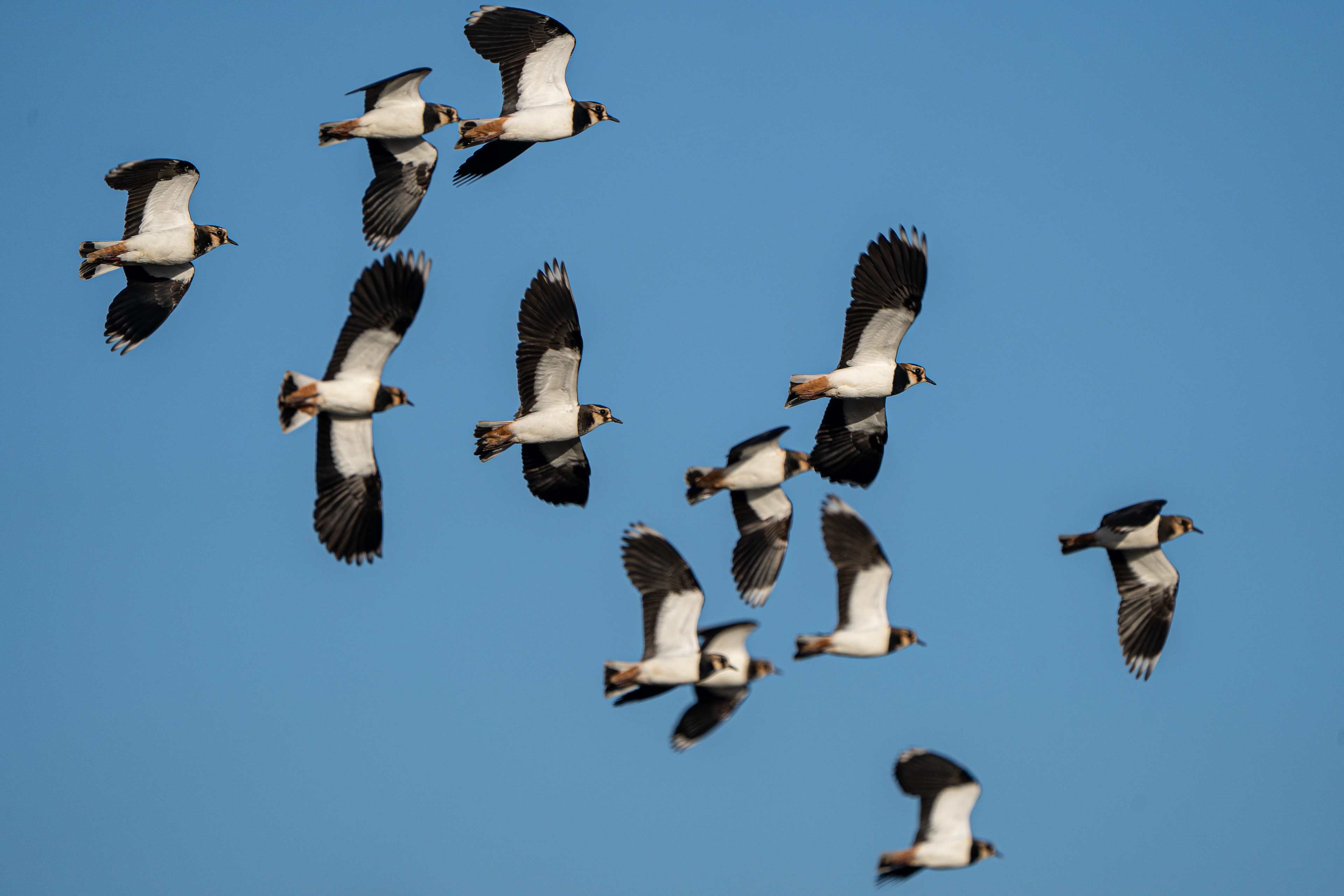 Lapwings in flight (also called PeeWit due to their calls)