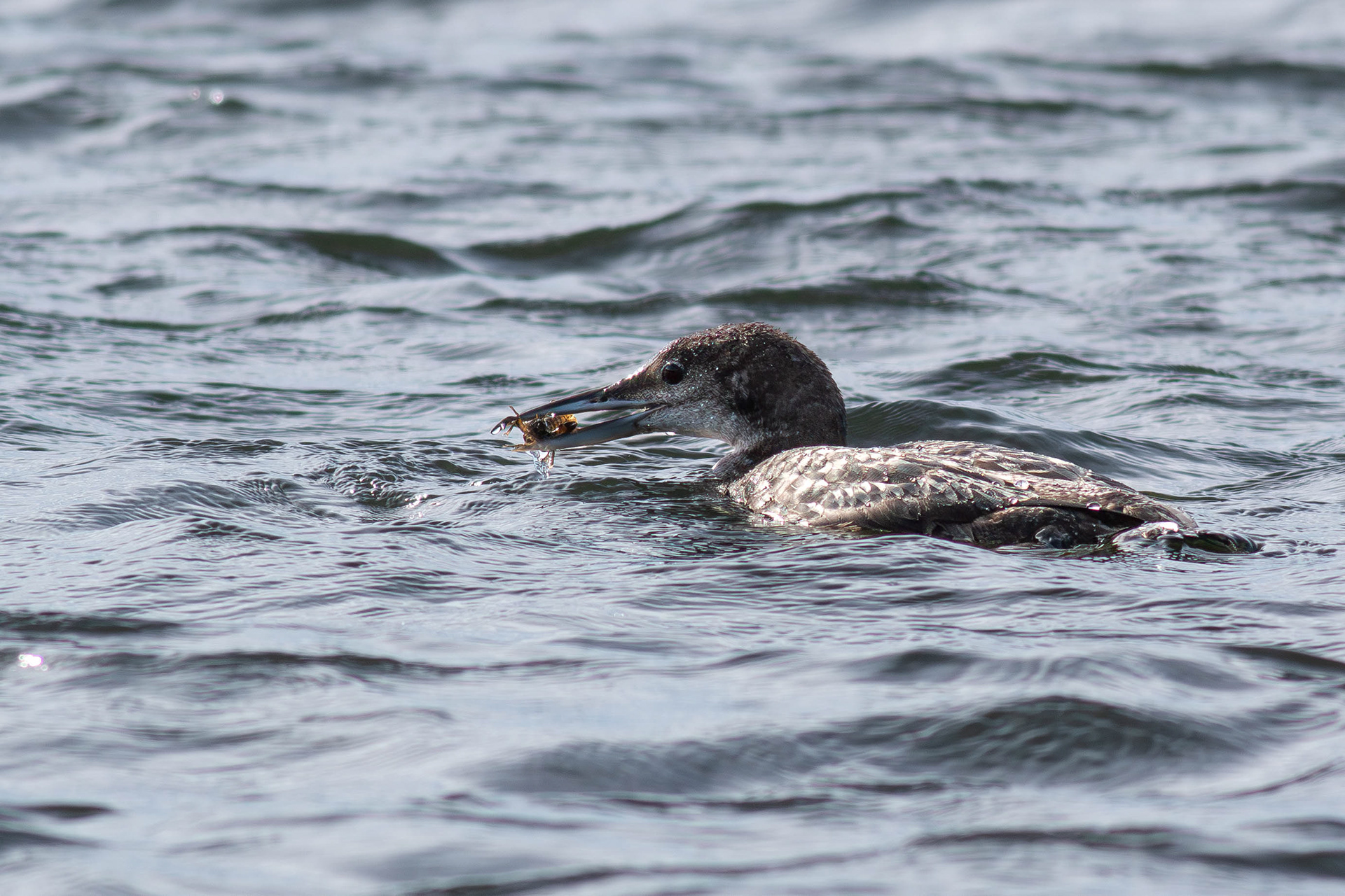 Great Northern Diver