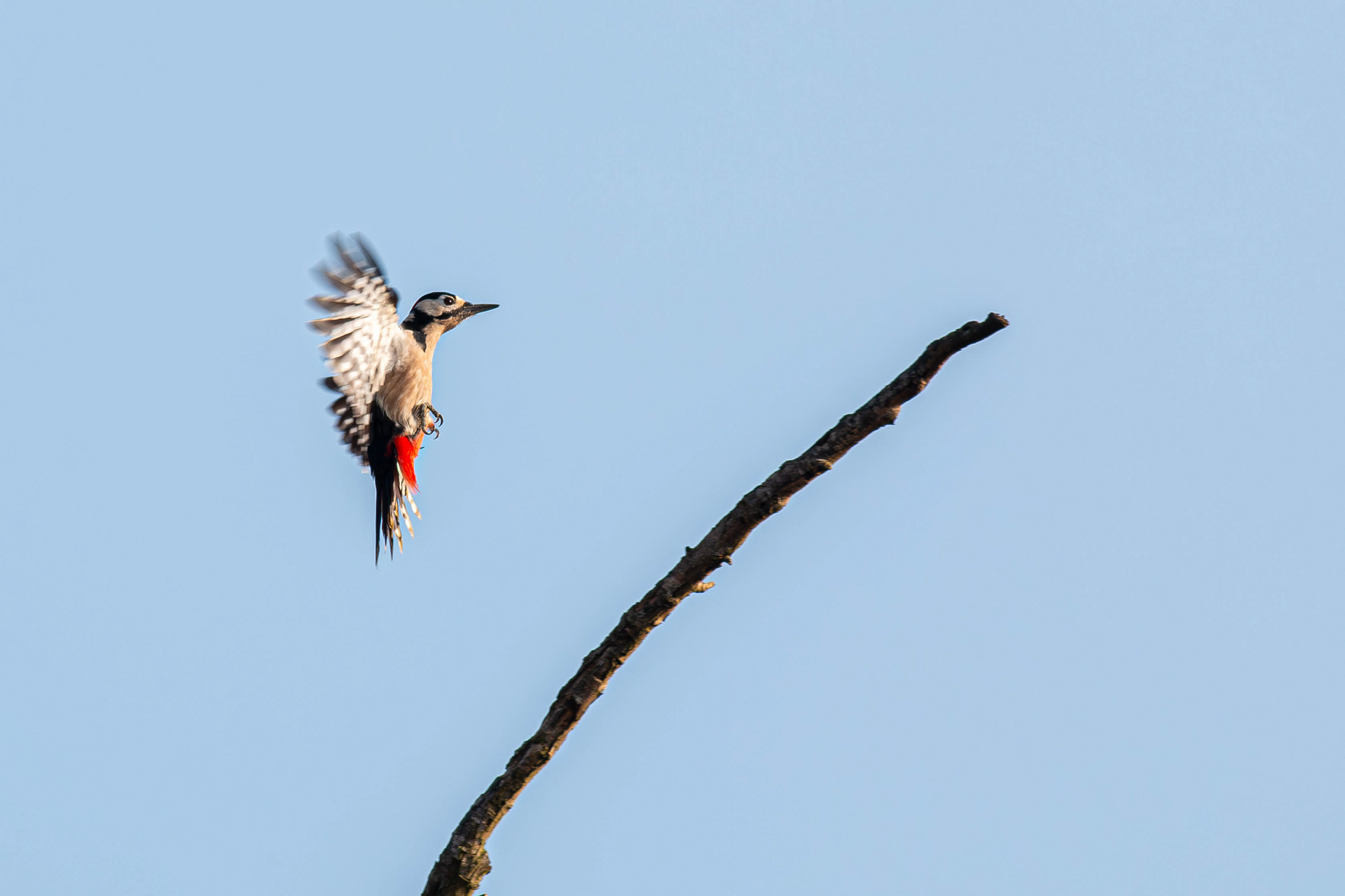 Great Spotted Woodpecker