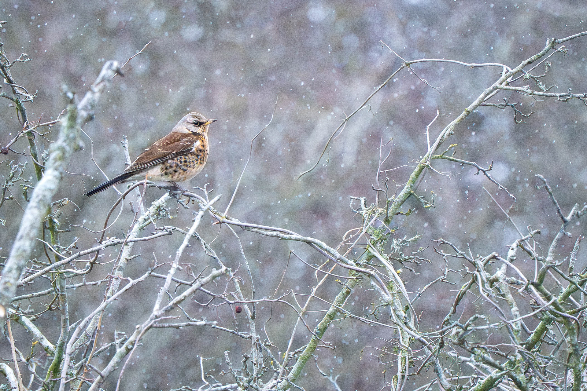 Fieldfare in snow