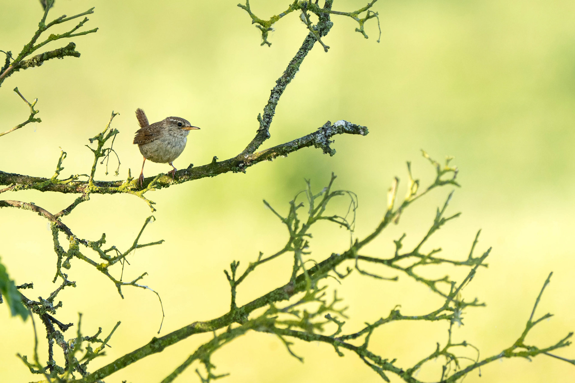 Winter Wren