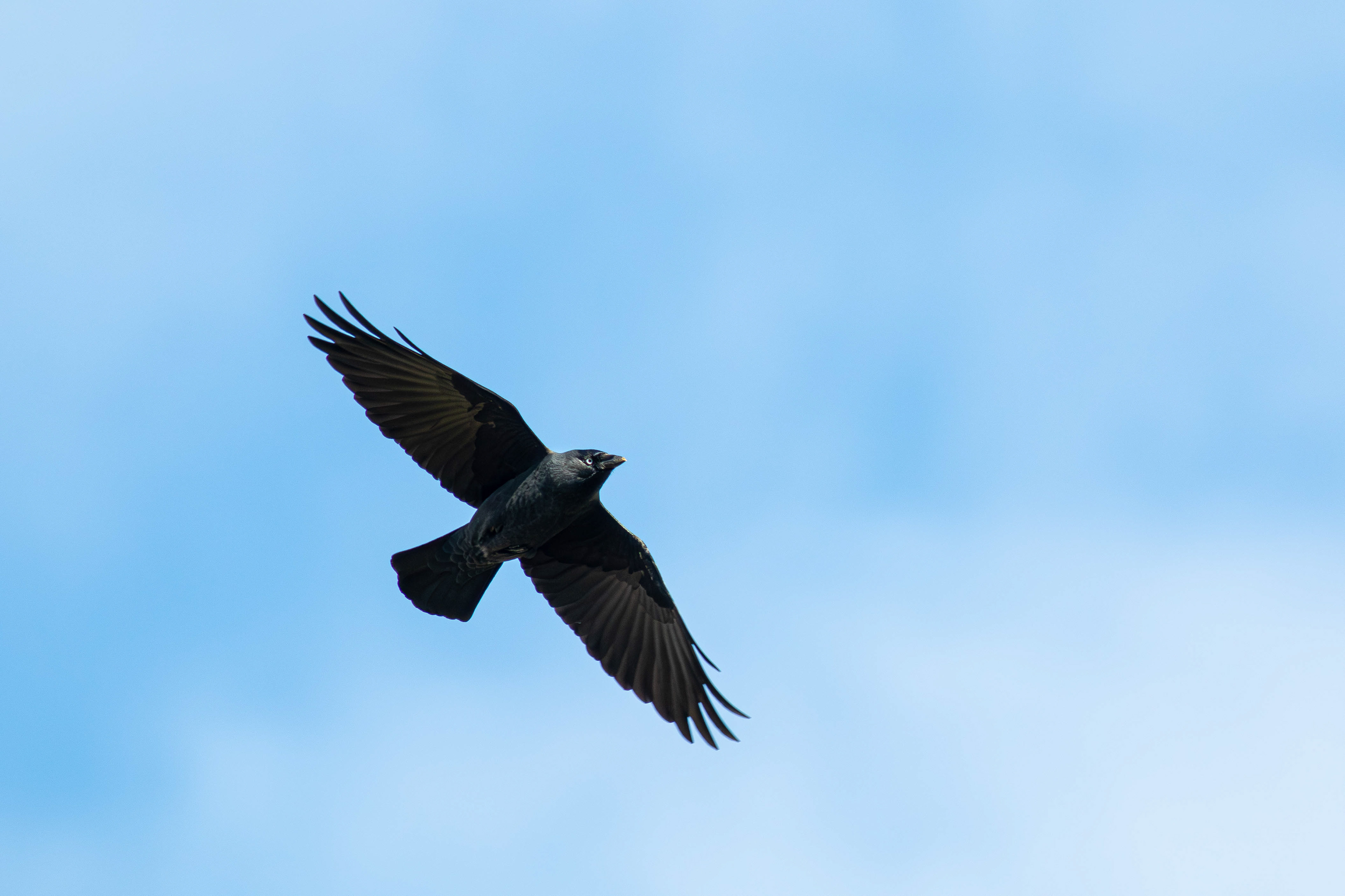 Eurasian Jackdaw in Flight
