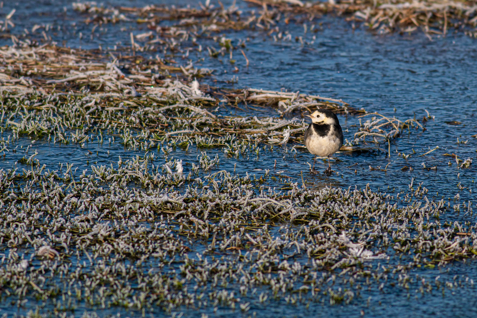 Pied Wagtail