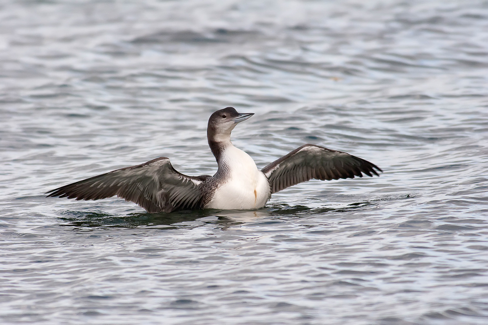 Great Northern Diver
