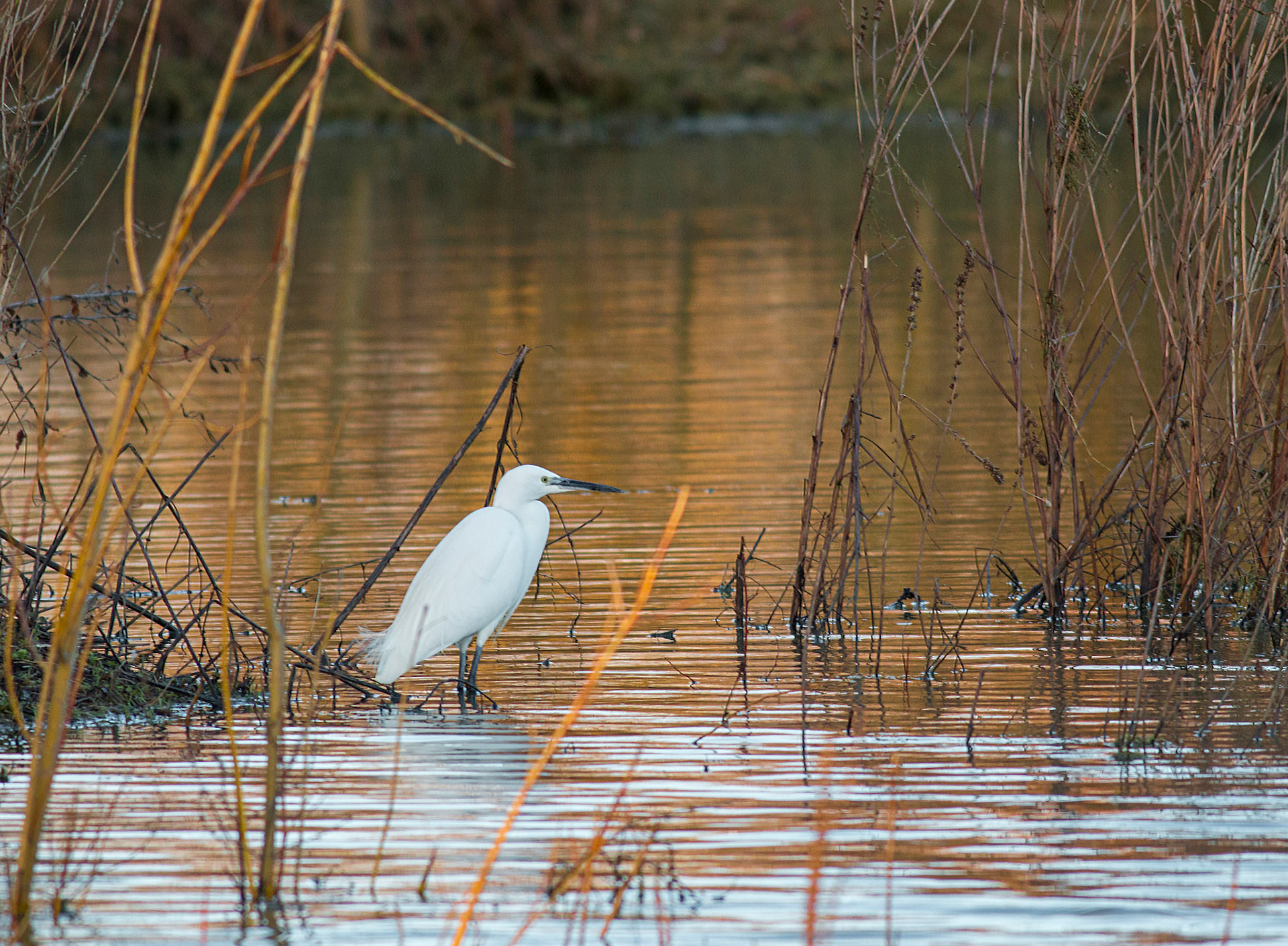 Little Egret