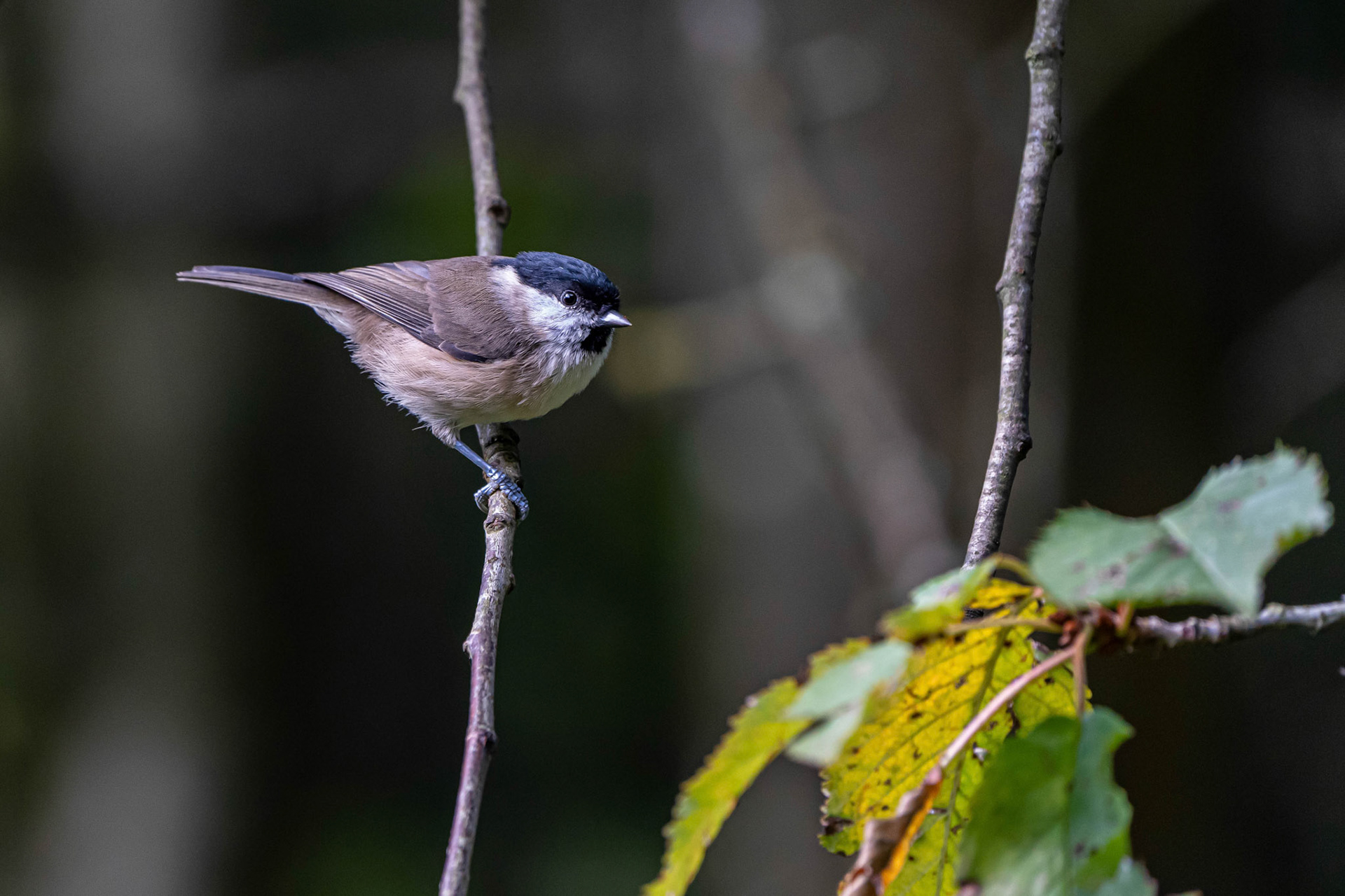 Marsh Tit