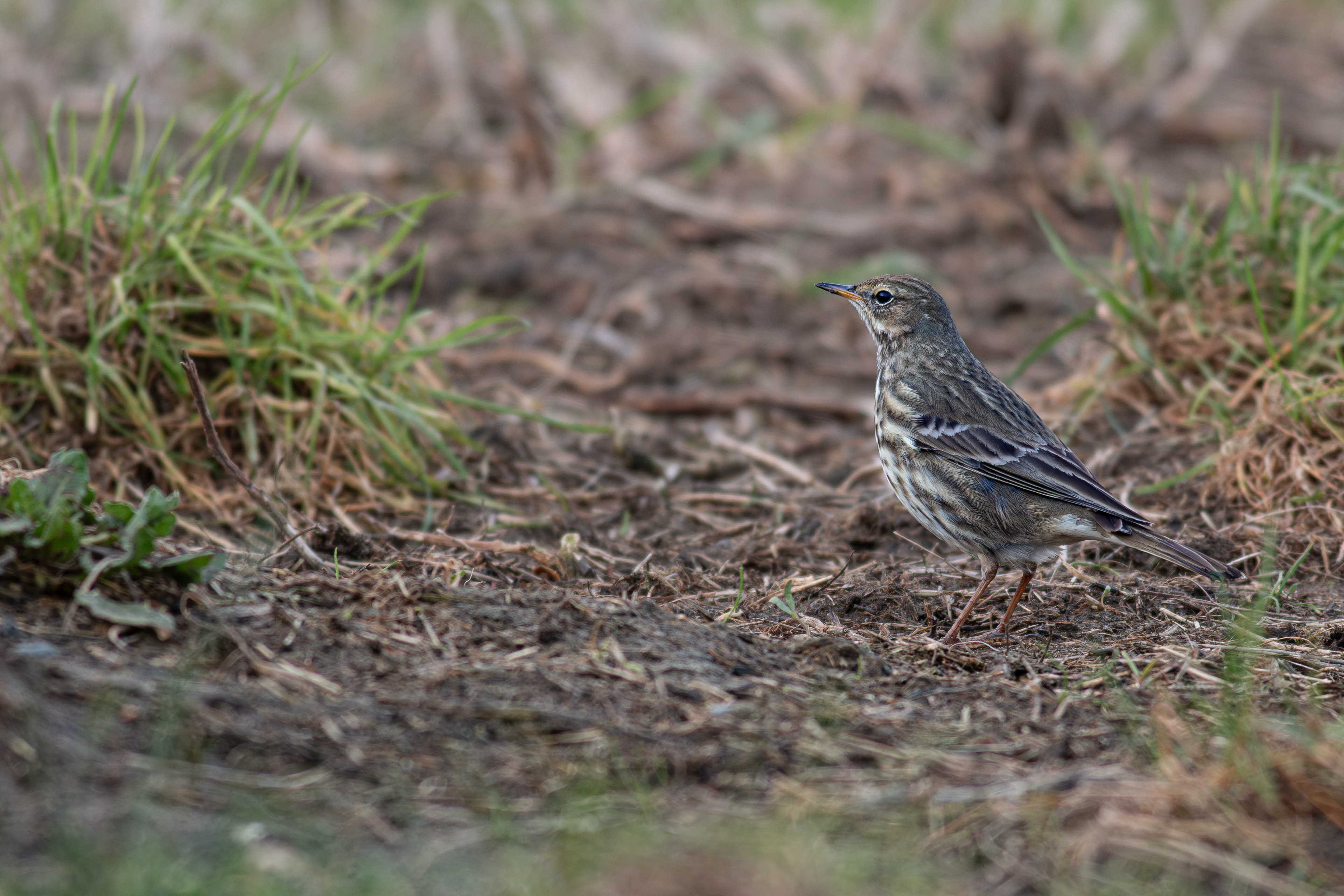 Rock Pipit