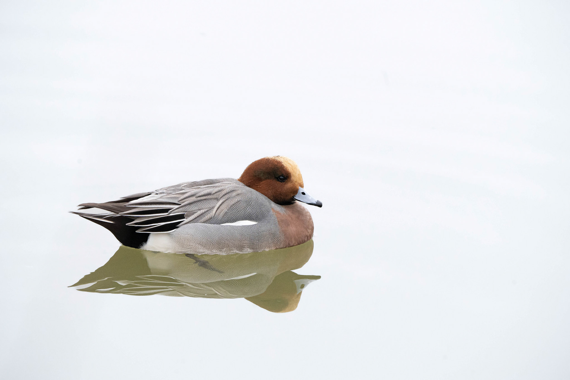 Eurasian Wigeon