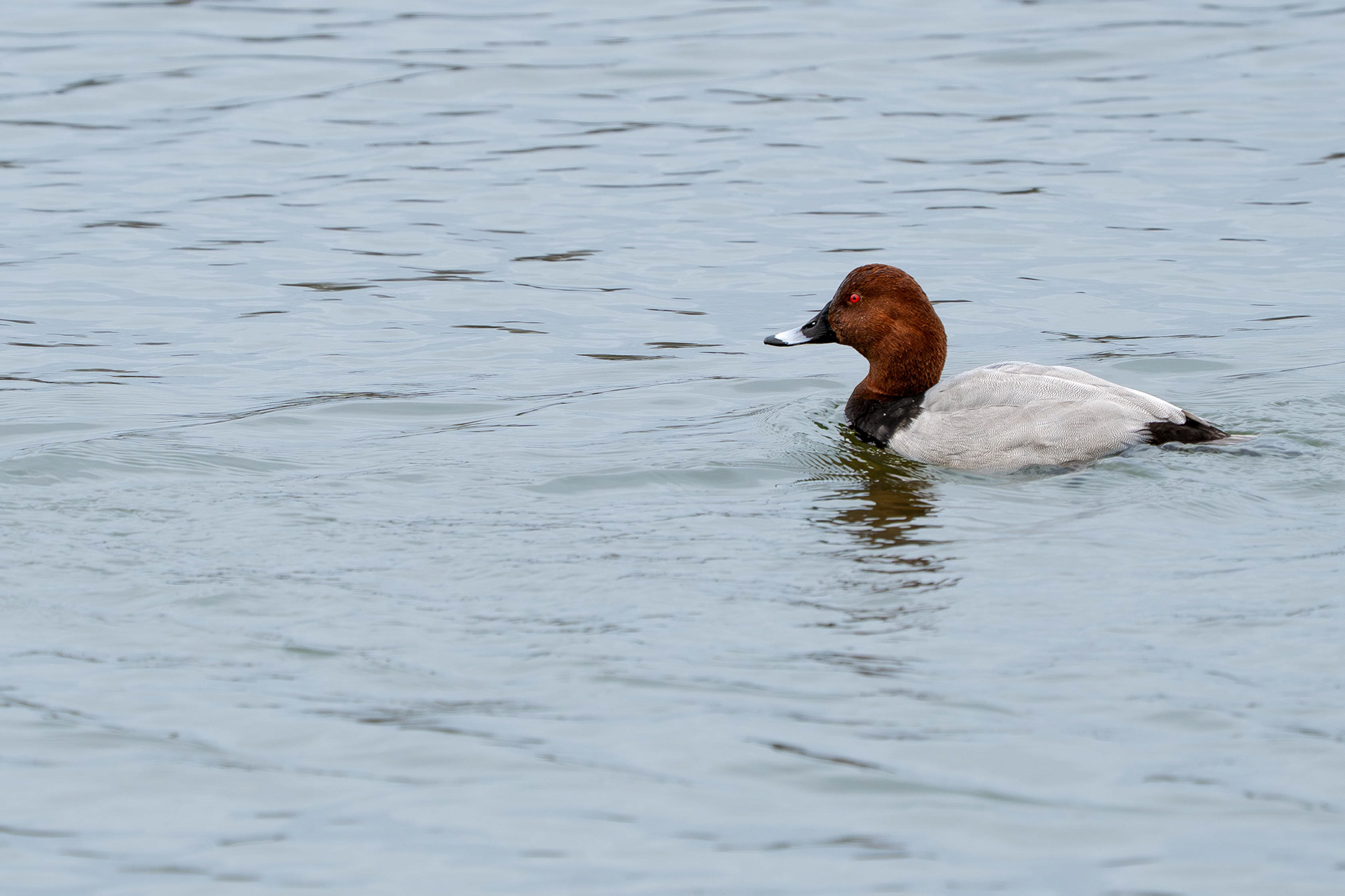 Pochard (male)