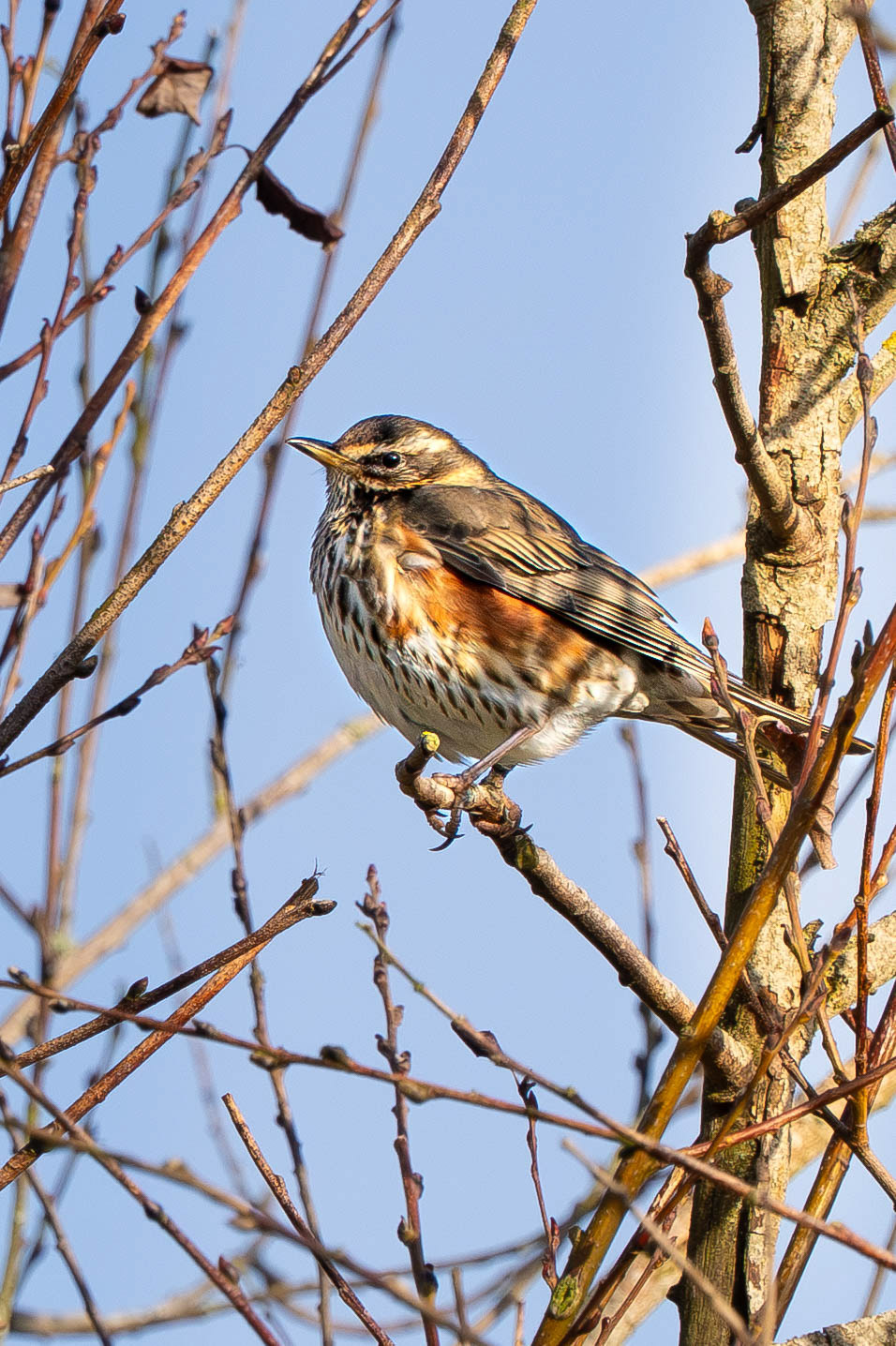 Redwing