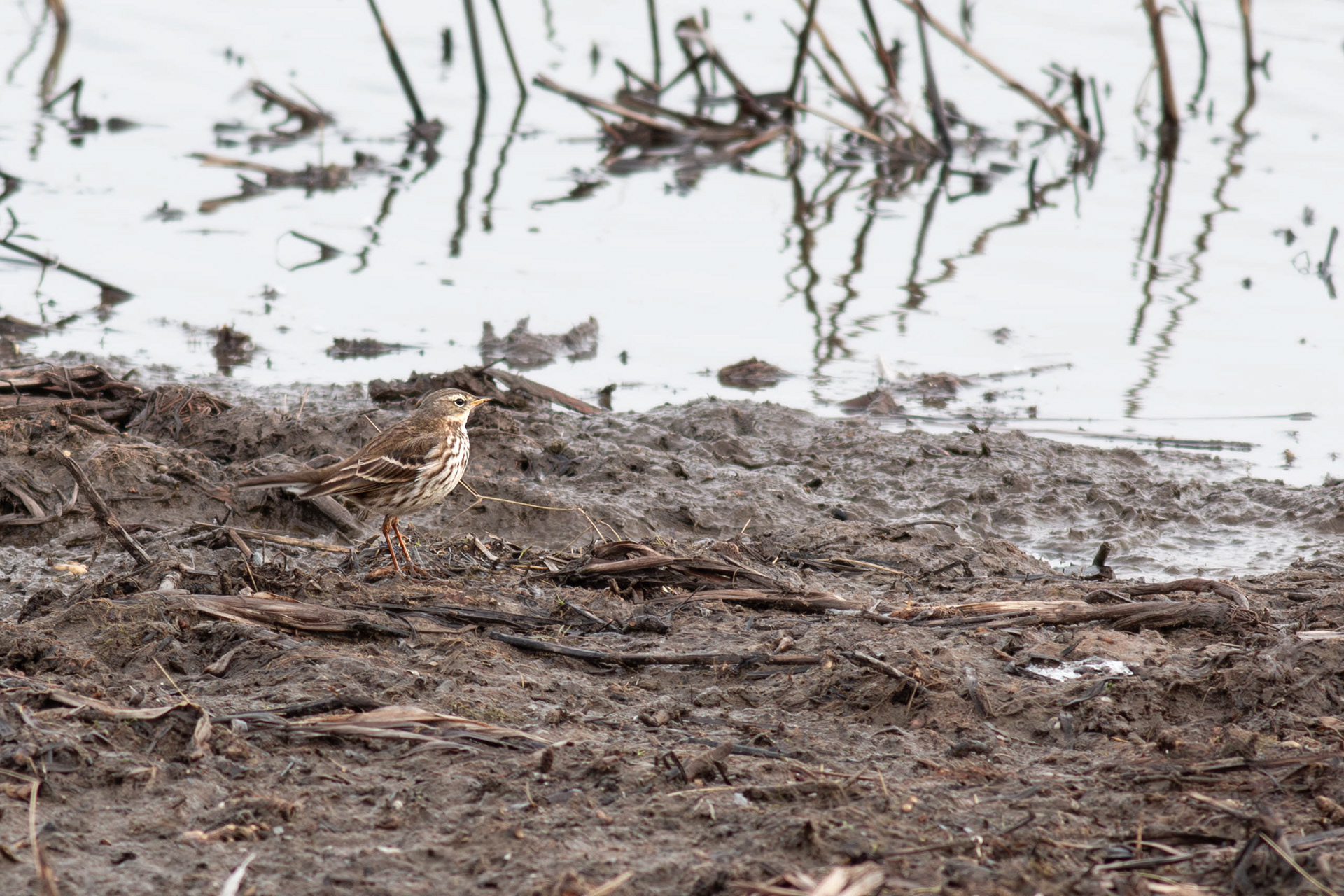 Water Pipit