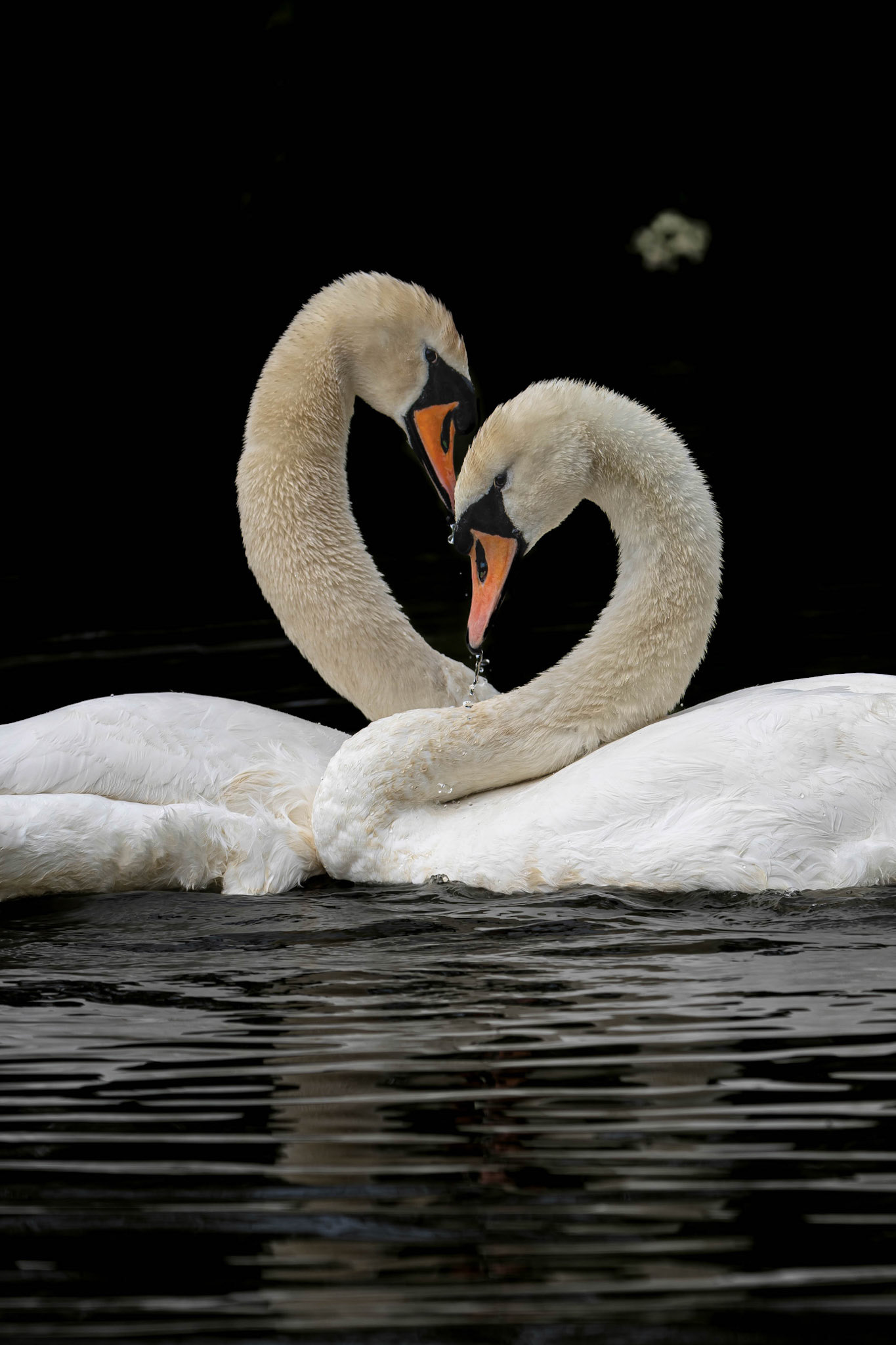 Mute Swan