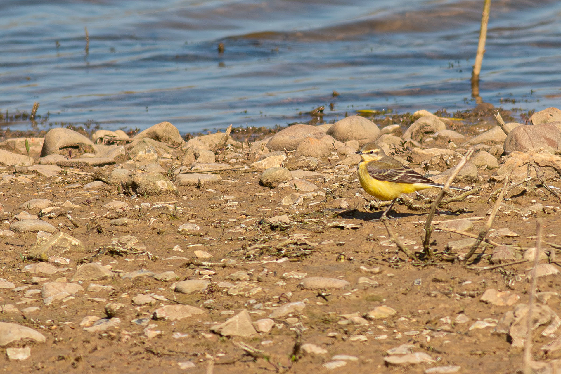 Yellow Wagtail