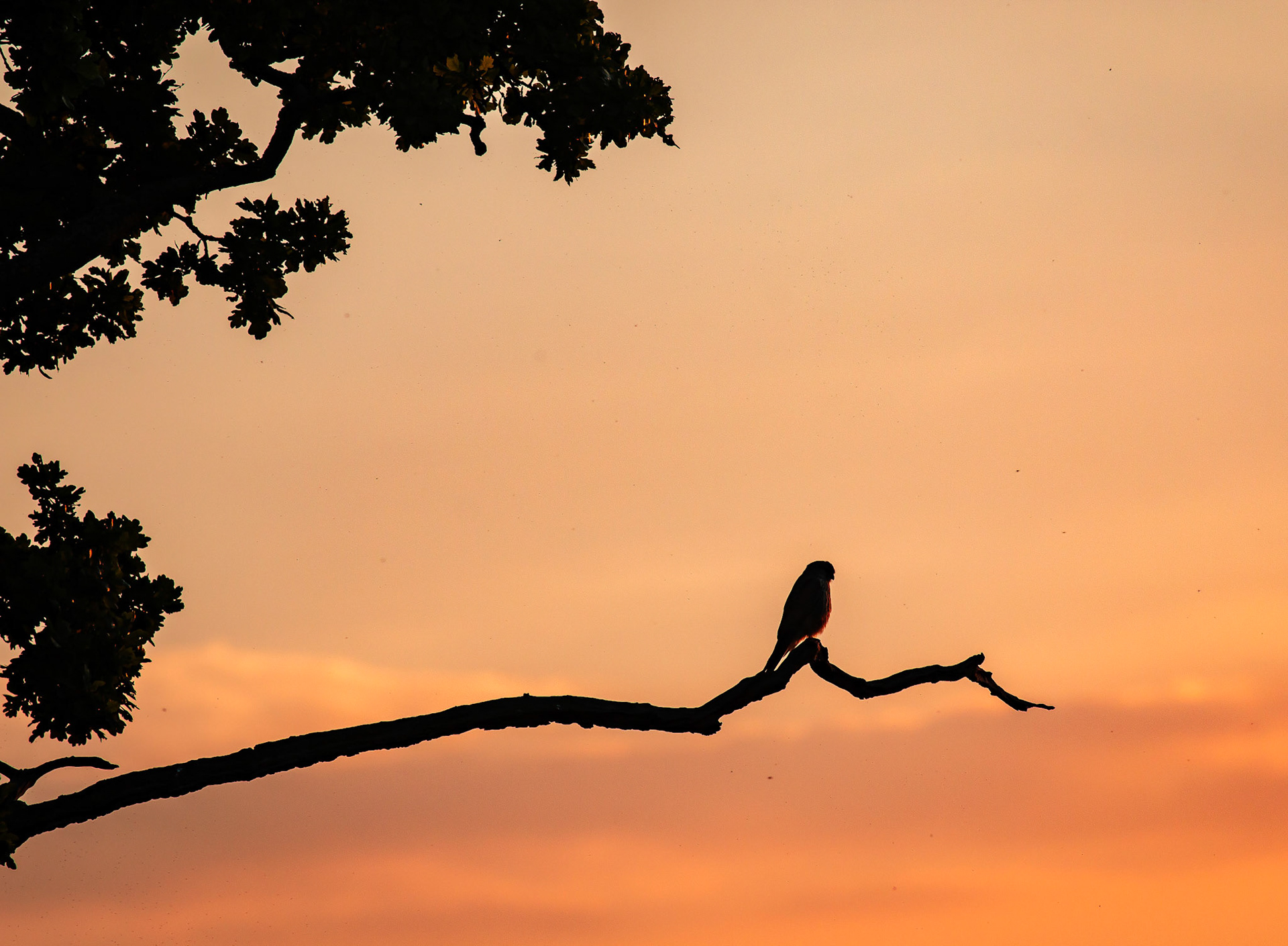 Common Kestrel