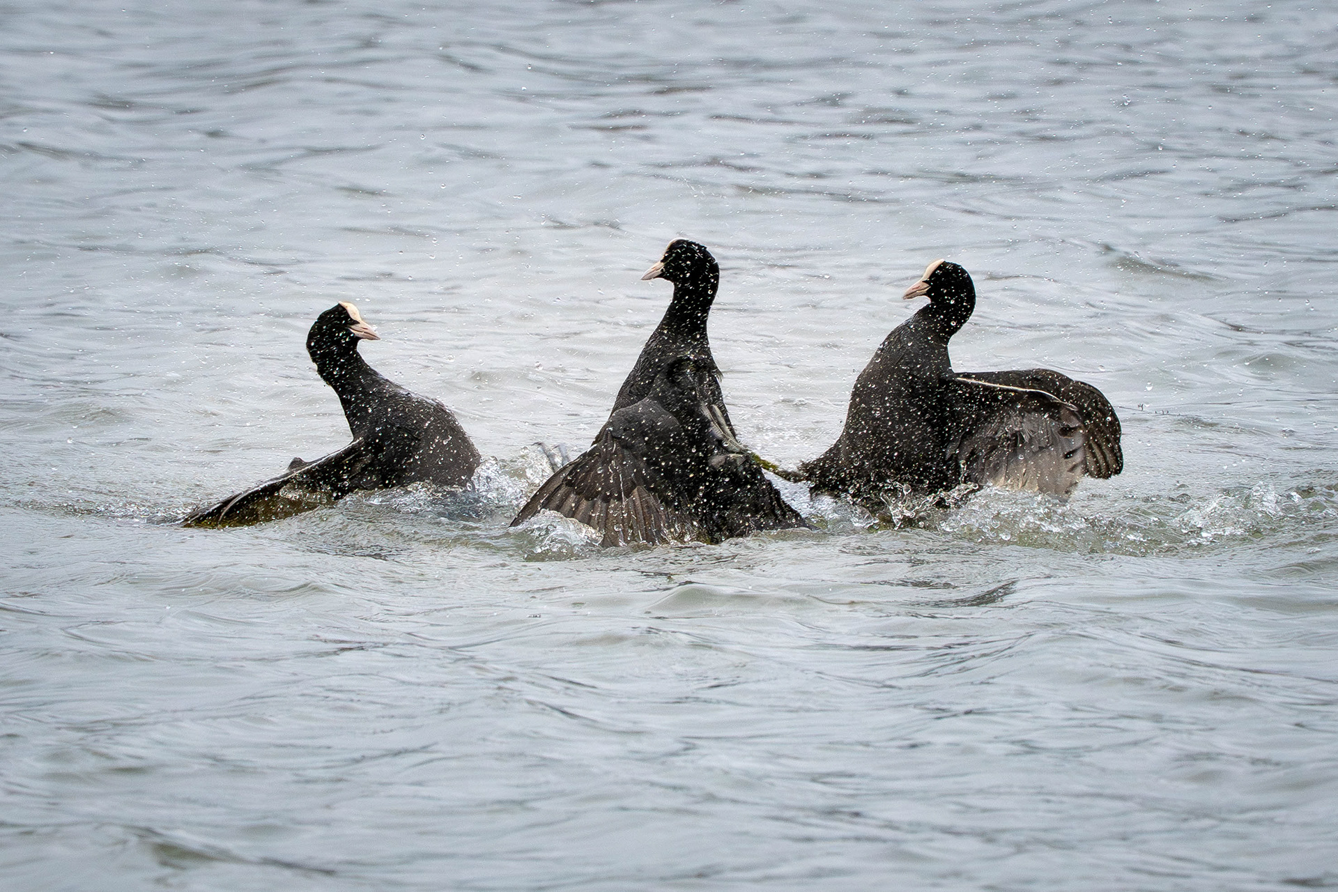 Coots Fighting