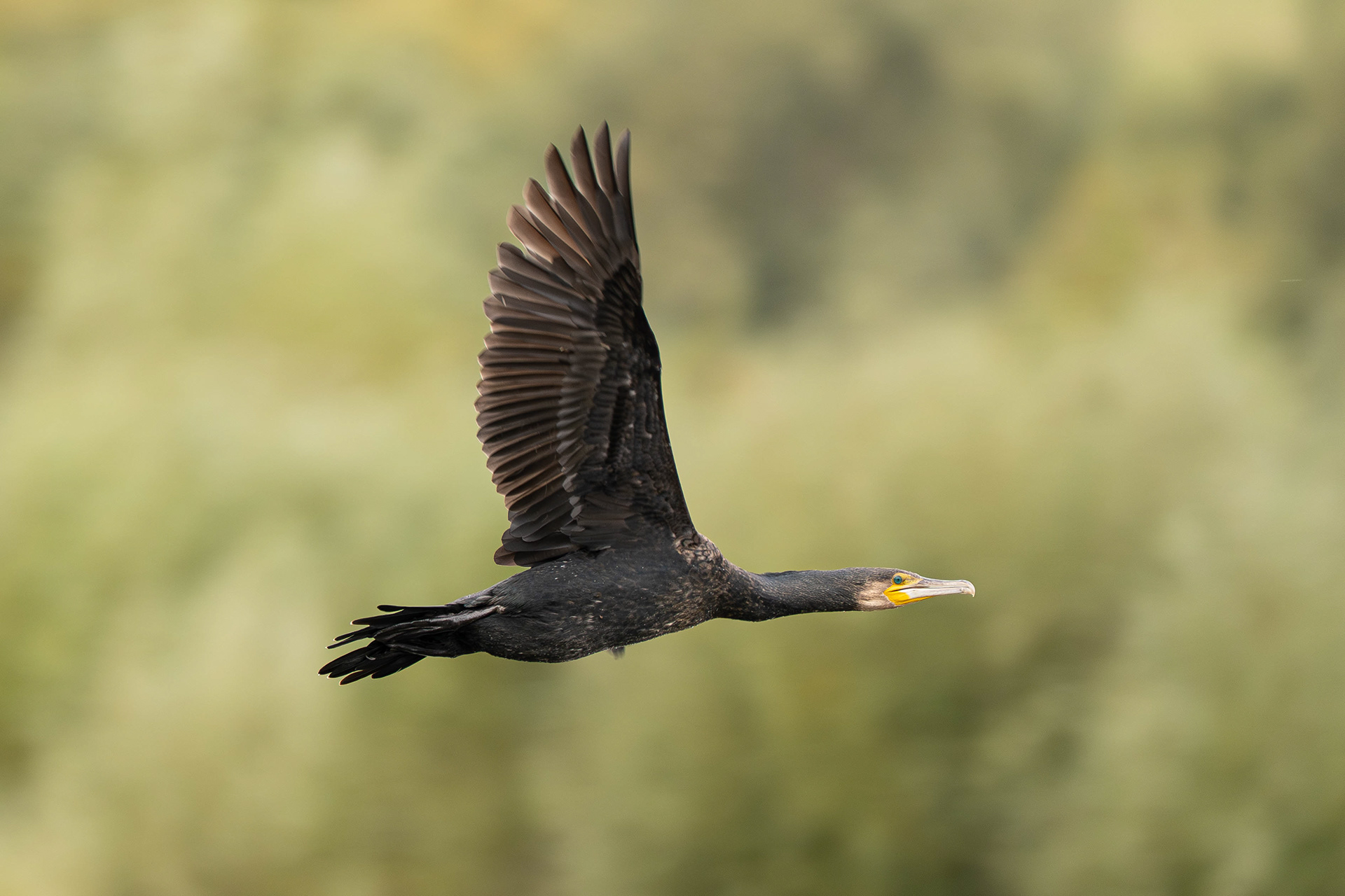 Cormorant in flight