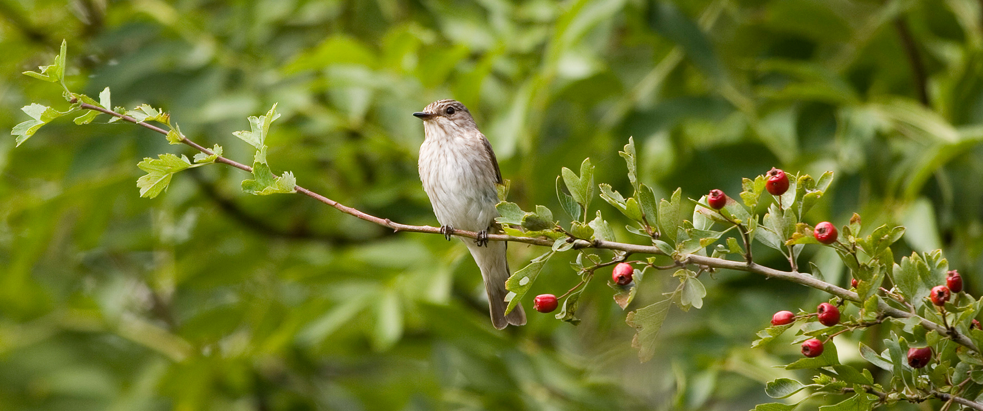 Spotted Flycatcher
