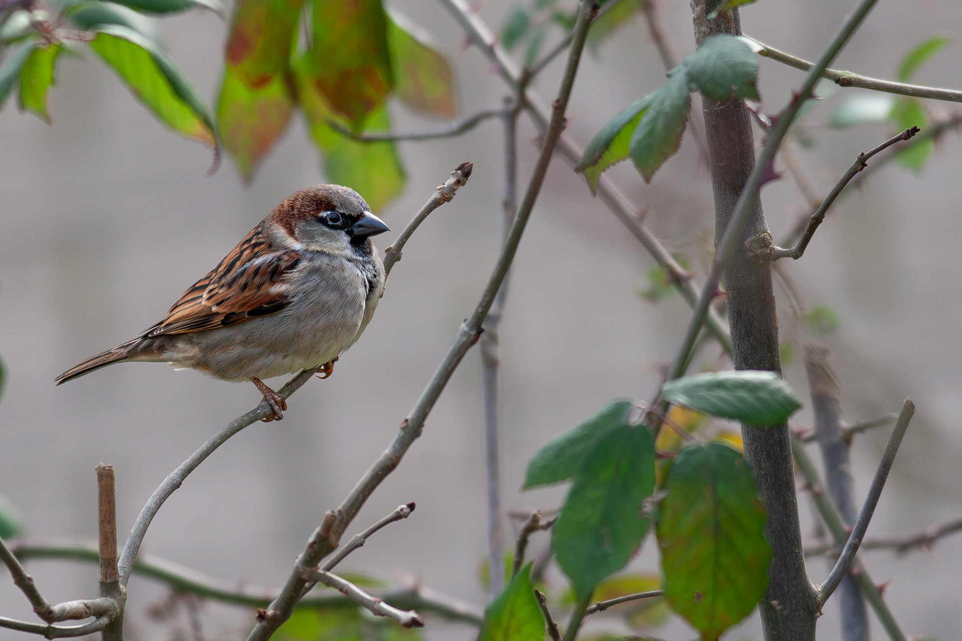 House Sparrow