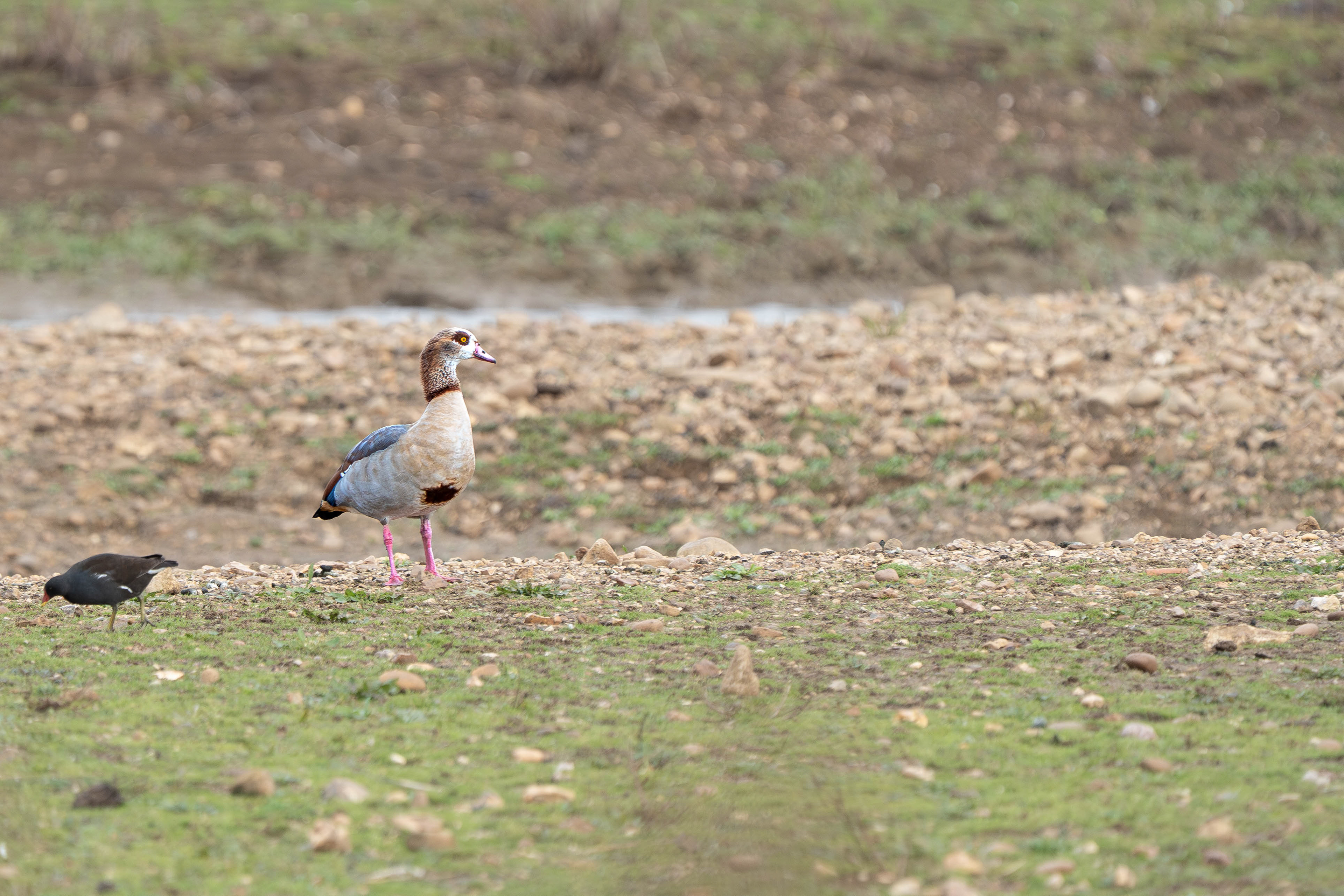 Egyptian Goose