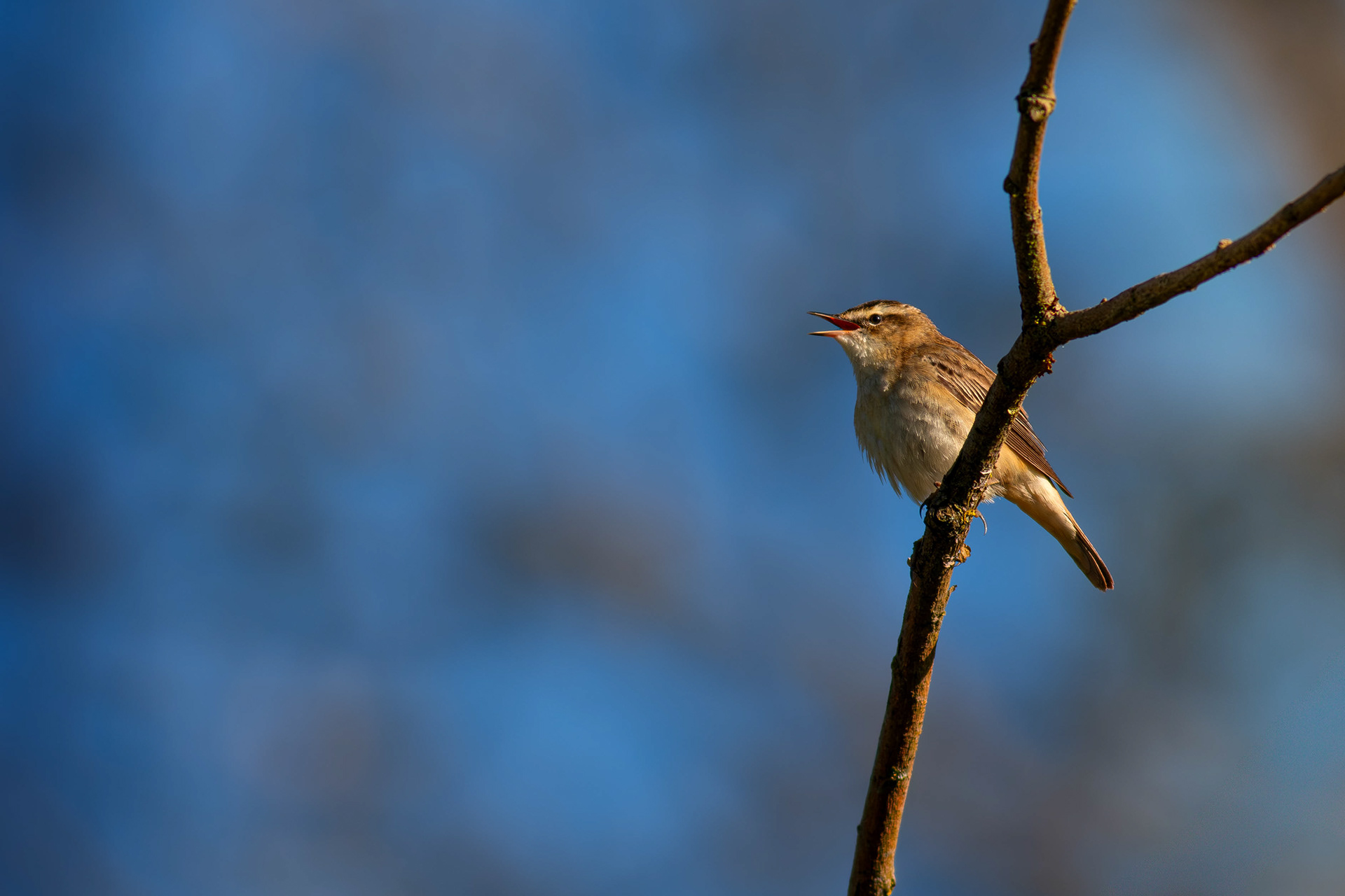 Sedge Warbler