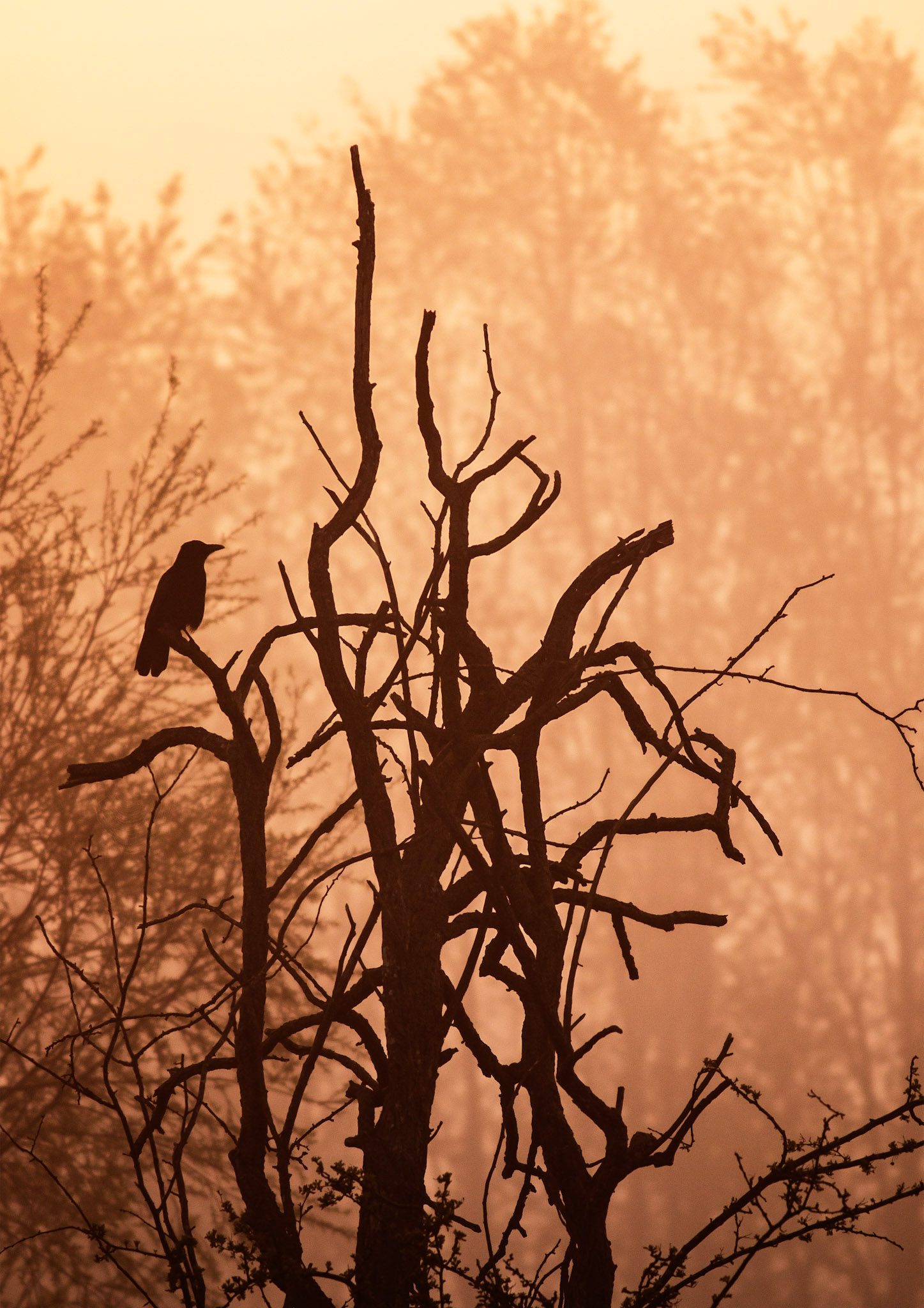 Lone Crow