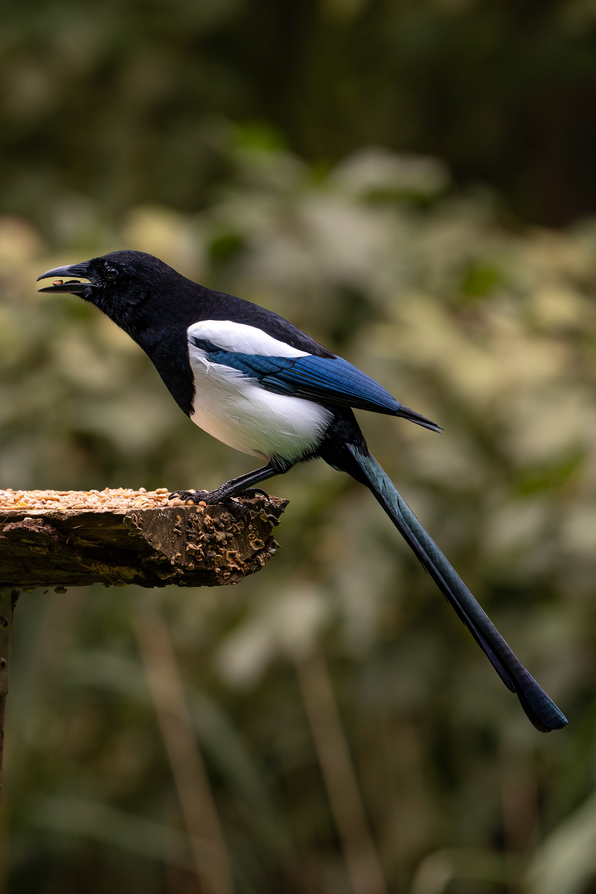 Black-billed Magpie
