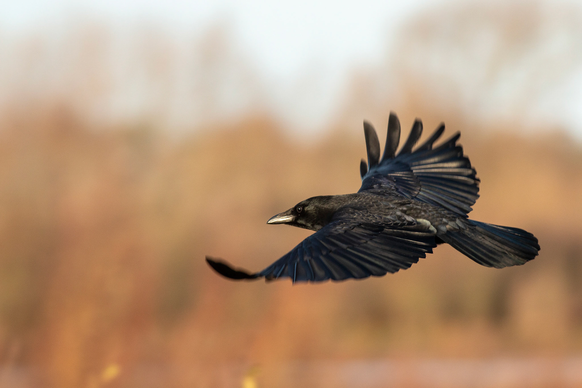 Carrion Crow