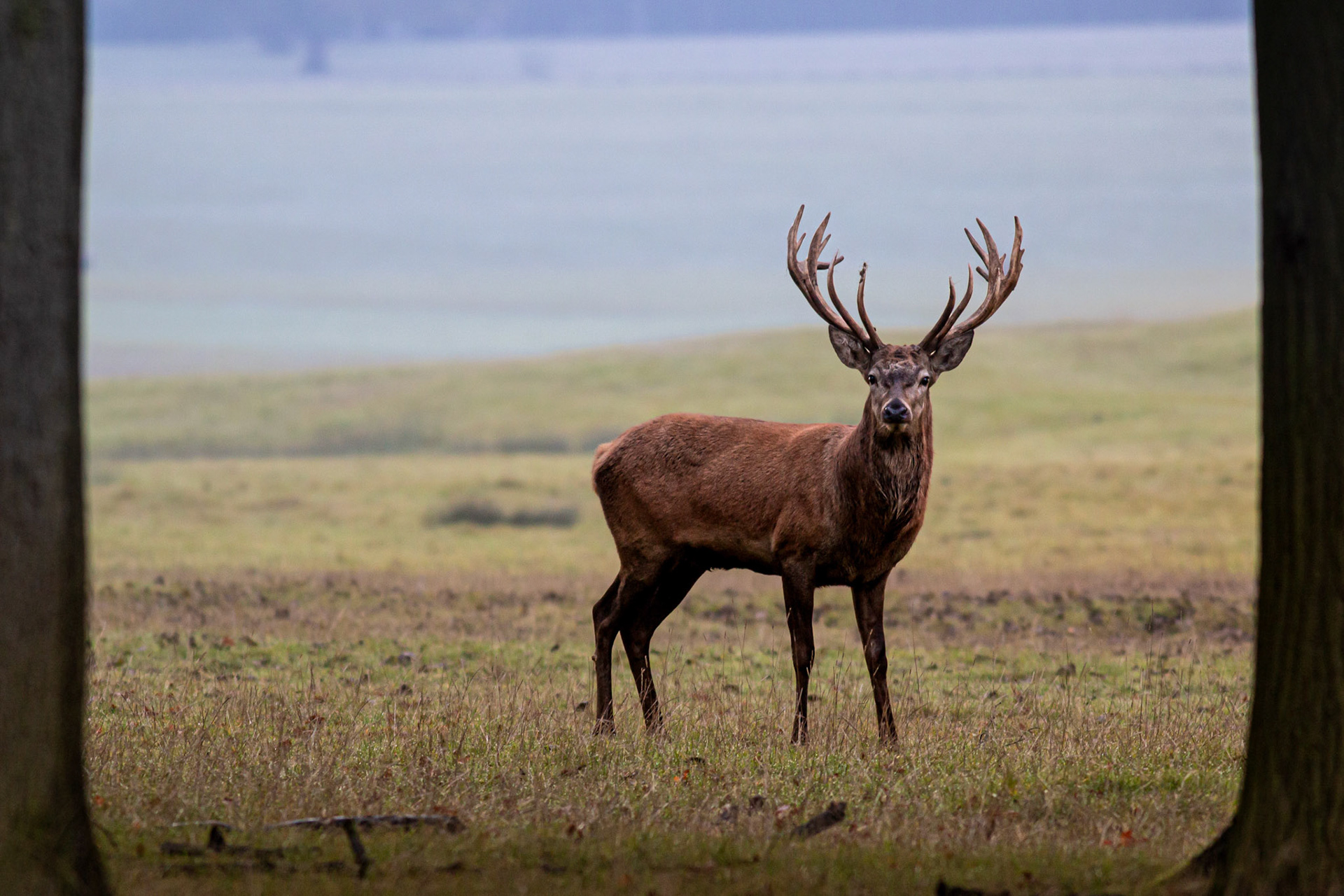 Red Deer