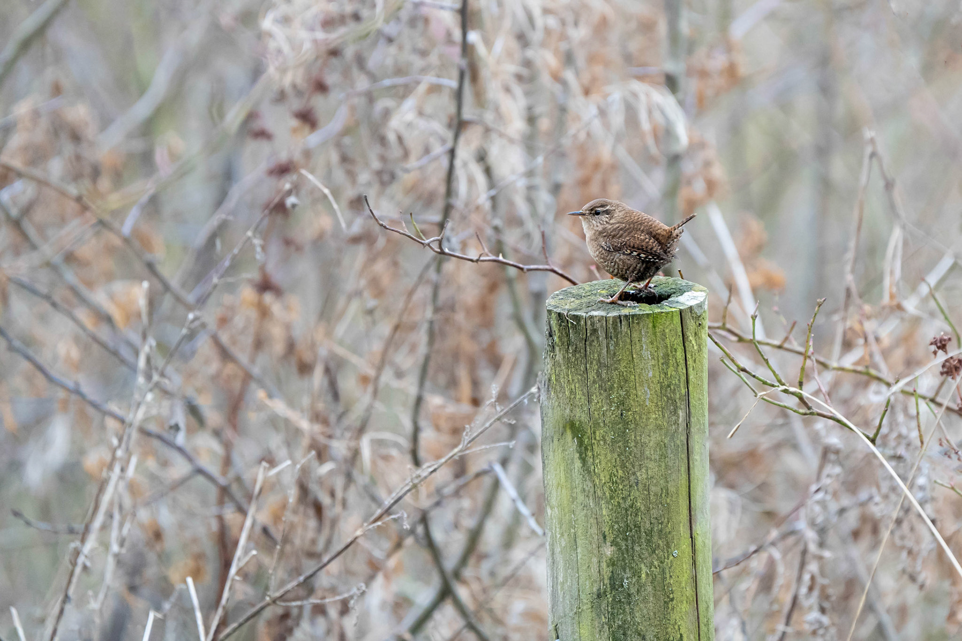 Winter Wren