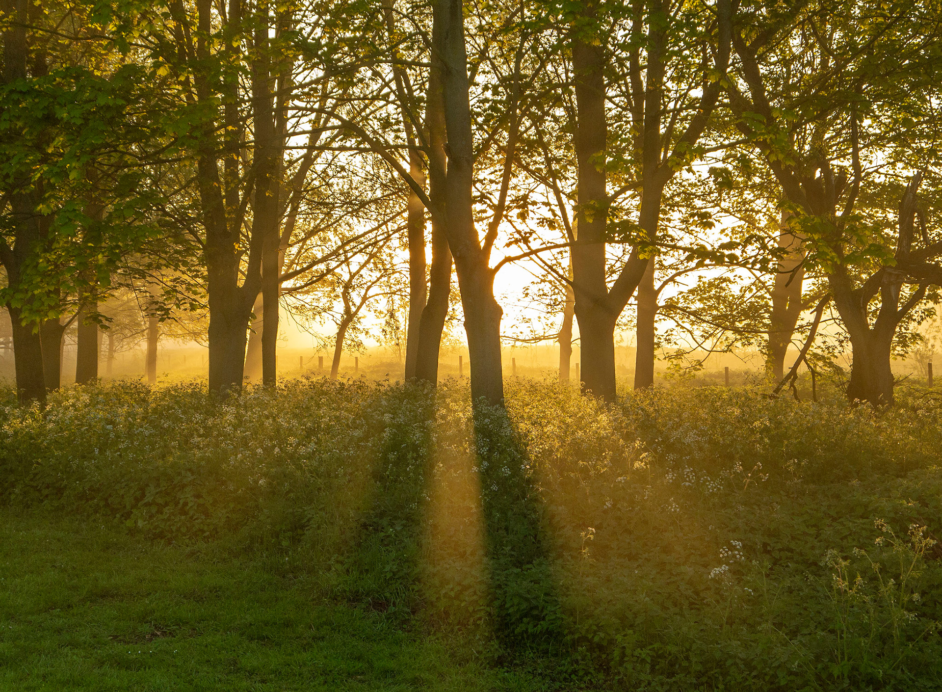 Sunlight