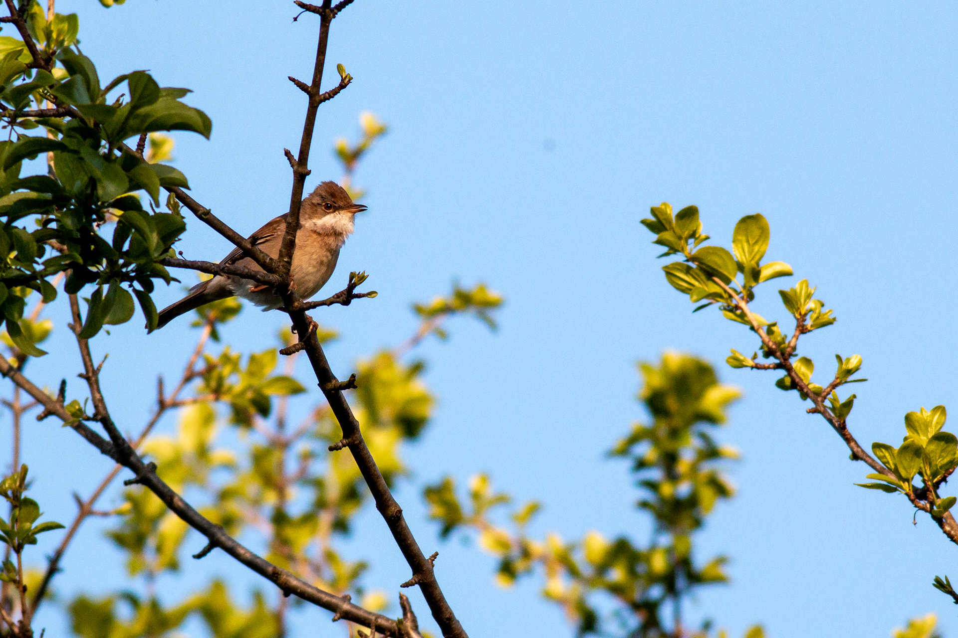 Common Whitethroat