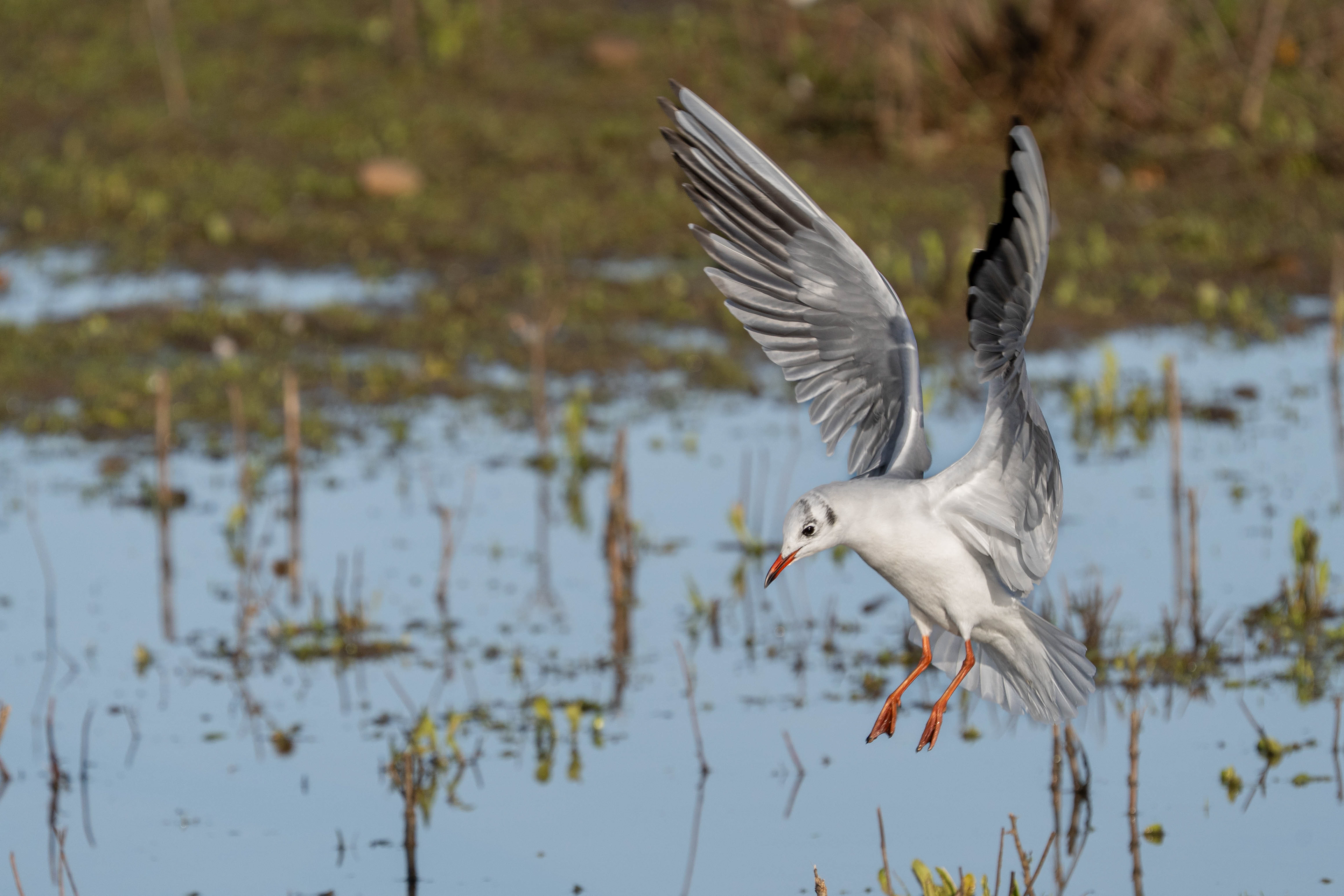 Black-headed Gull (winter plumage) in flight