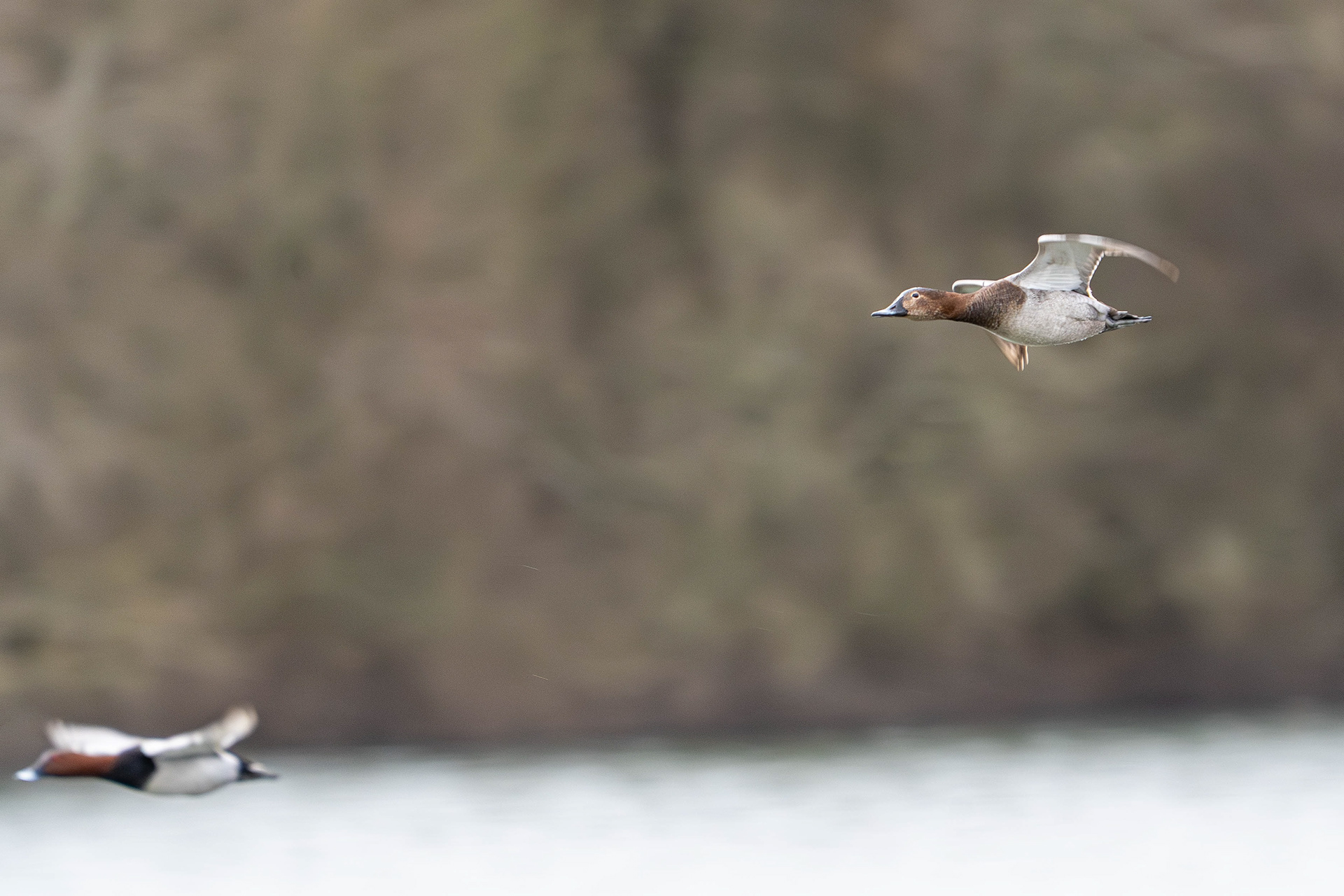 Pochard in Flight (female in focus)
