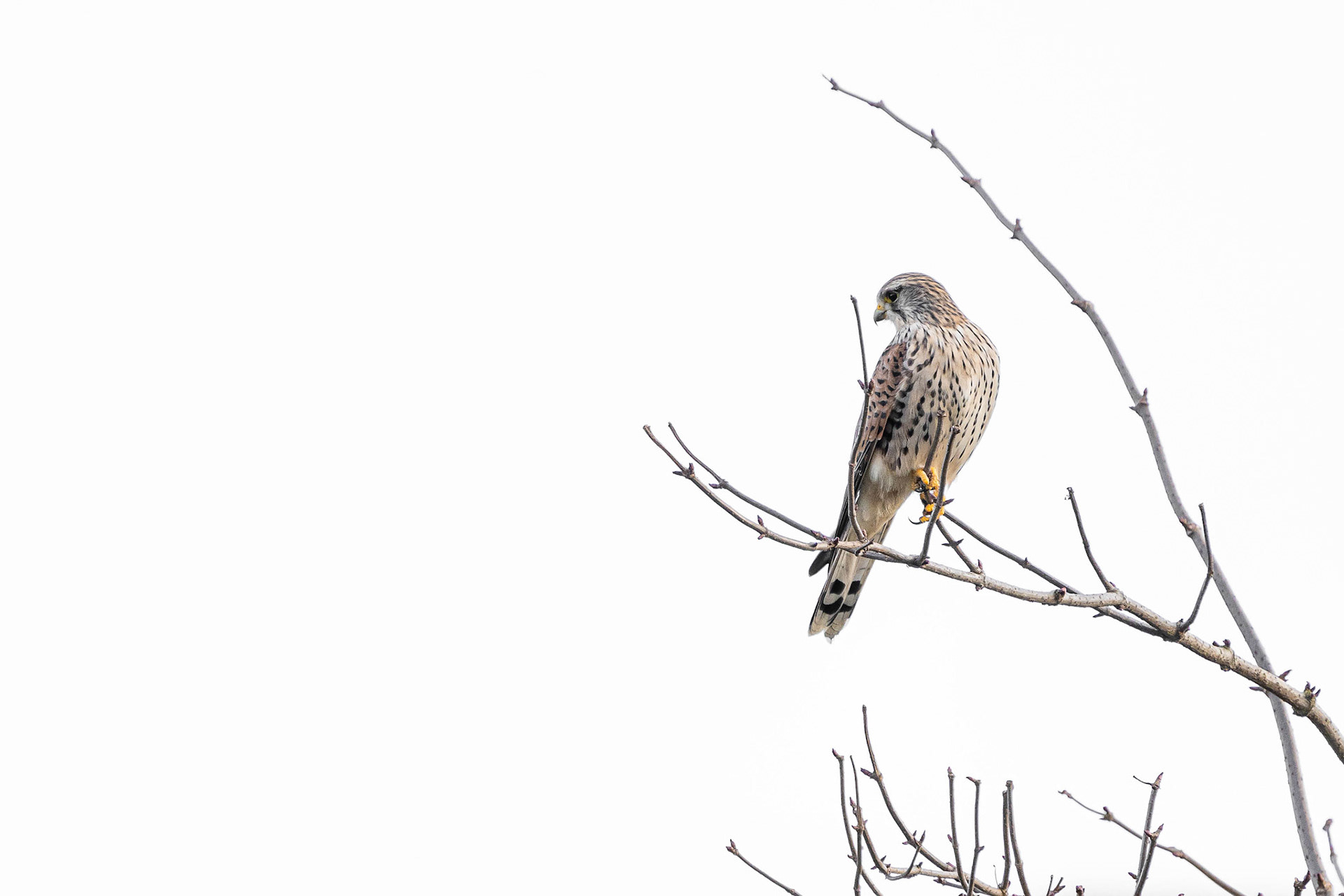 Common Kestrel