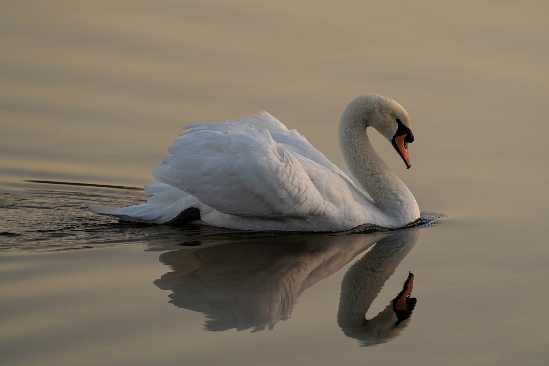 Mute Swan