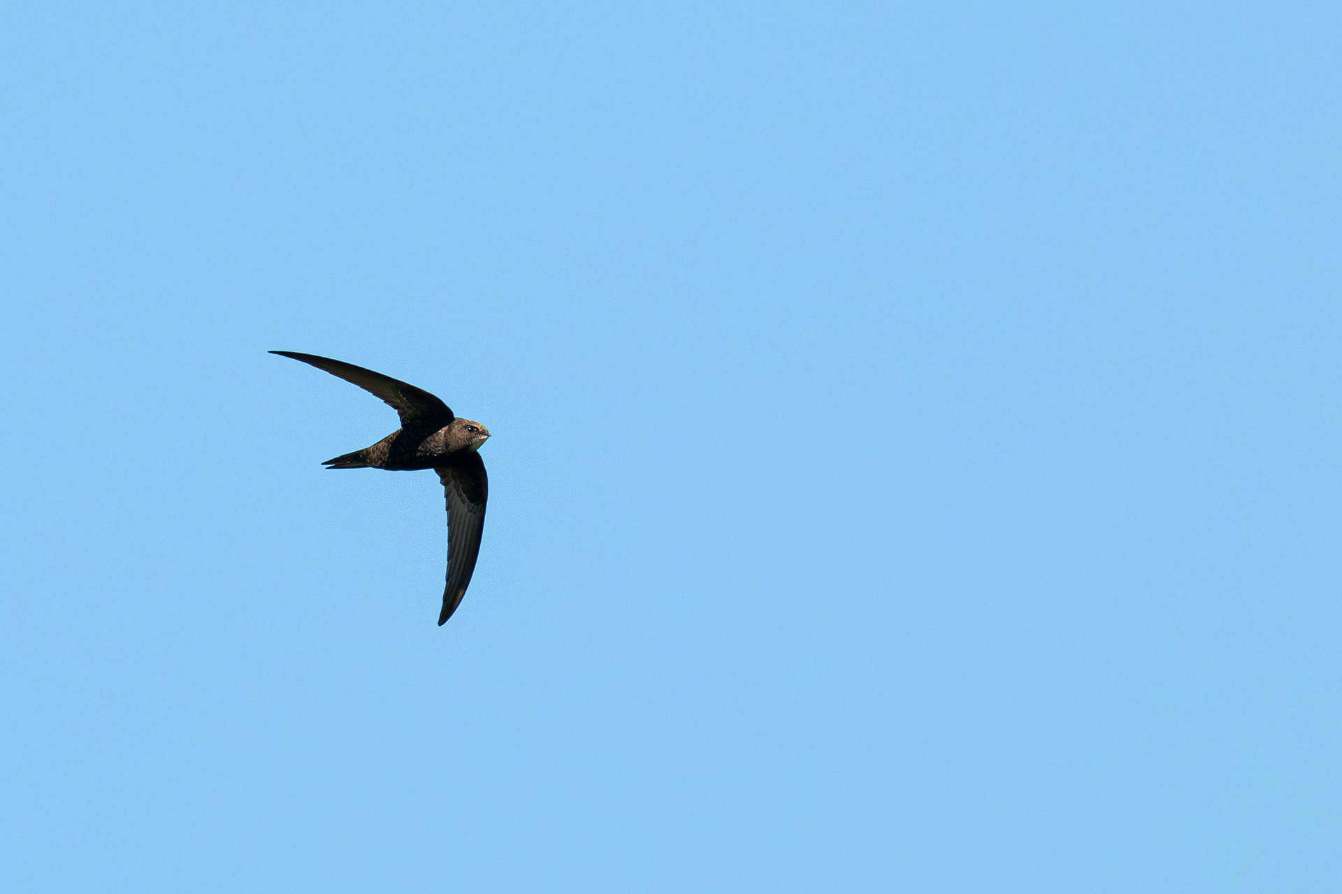 Common Swift