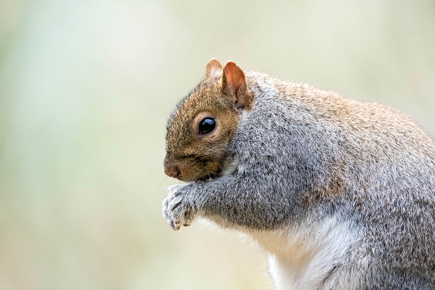 Grey Squirrel