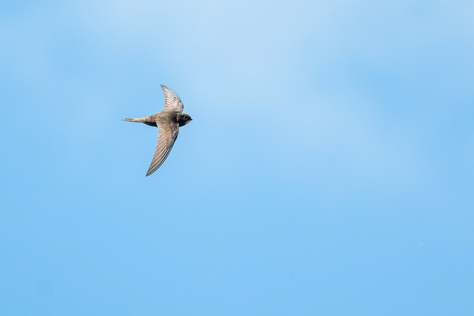 Common Swift