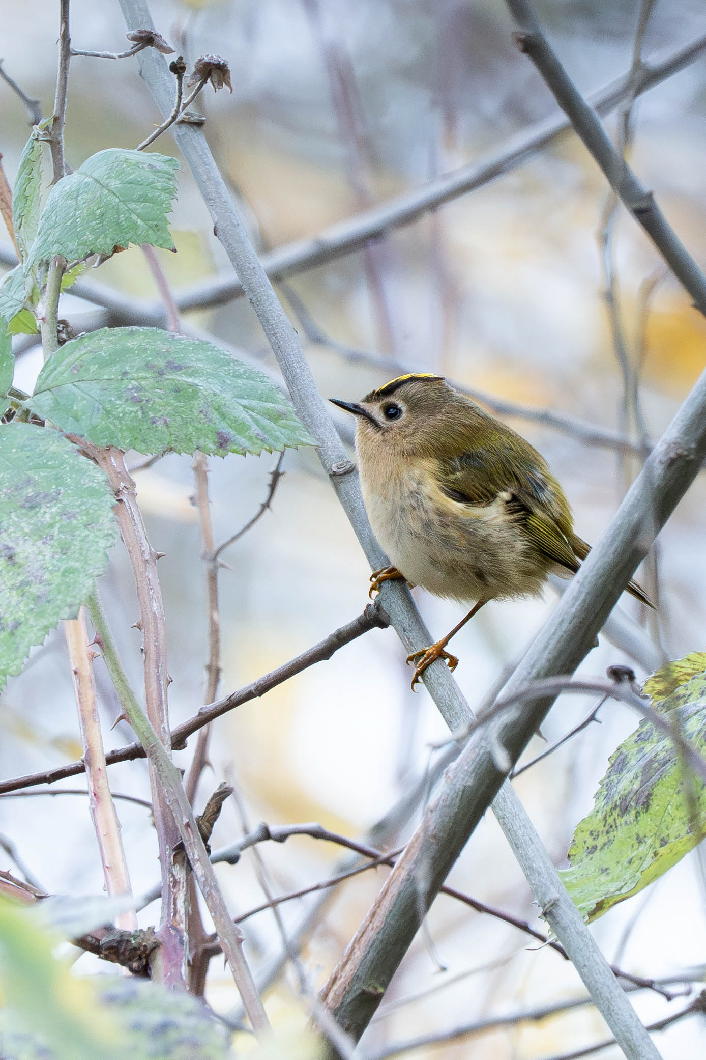 Goldcrest